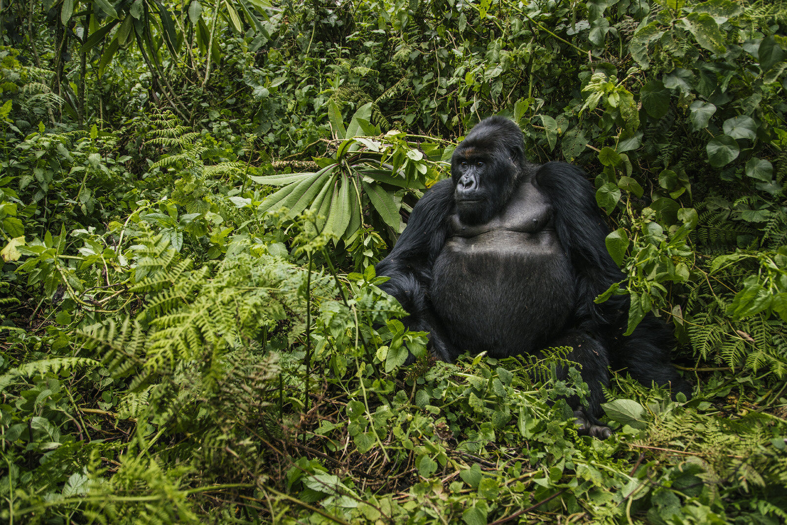 Castro-Rwanda-Day2-_K4_0105.jpg