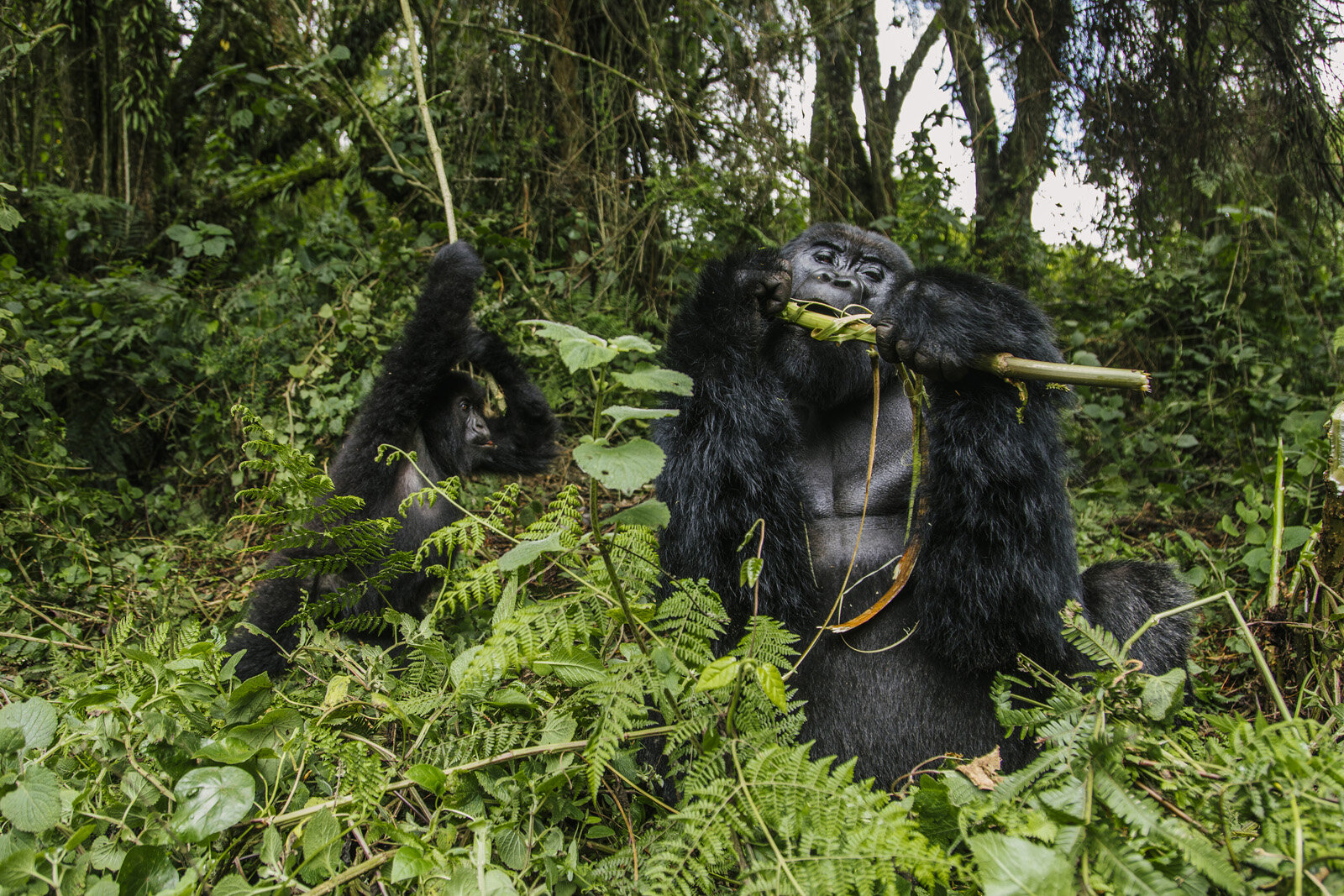 Castro-Rwanda-Day2-_K4_9409.jpg