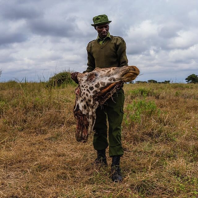 Since the beginning of the Covid-19 crisis, tourism revenues worldwide have taken a plunge.  I think there is a very interesting conversation to be had about how we value biodiversity globally.  In some parts of the world such as Kenya, the value of 