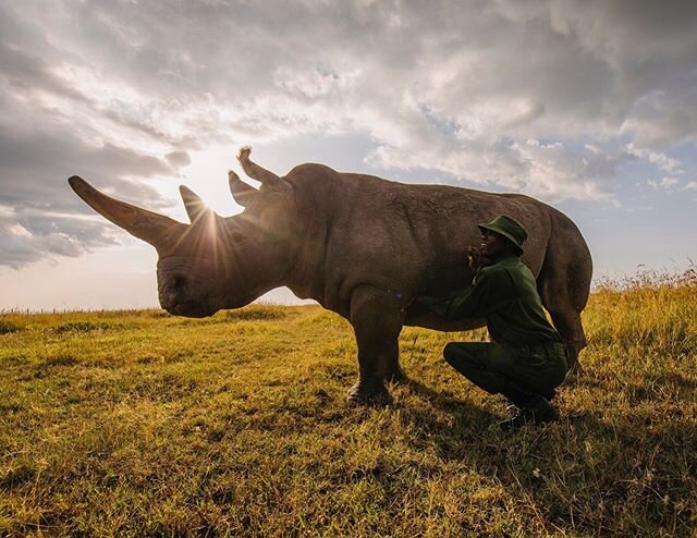 Najin, one of the last two Northern White rhinos on the planet, gets a belly rub from Jacob, her keeper, at Ol Pejeta conservancy in Northern Kenya. &mdash; When we look at the long term survival of species in the midst of growing pressures on habita