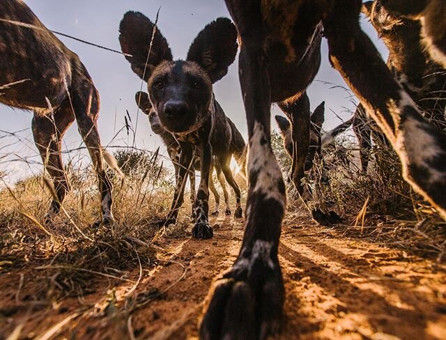 In Ancient Greek folklore the phoenix is a bird which regenerates from the ashes of its predecessor.  You&rsquo;ve probably heard the term: Rising from the ashes.  Well, meet Northern Kenya&rsquo;s wild dog pack aptly named &lsquo;The Phoenix Pack&rs