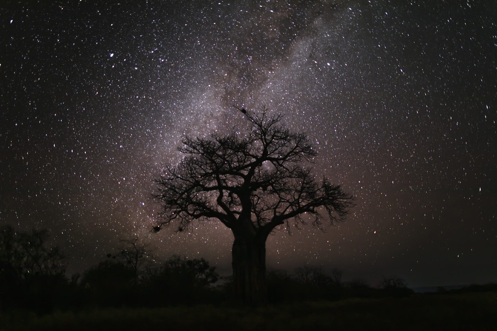 BAOBAB-+-STARS.jpg