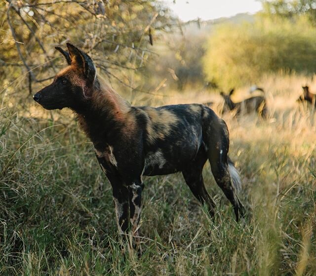 We heard the kill, but we couldn&rsquo;t see it. The yips were unmistakable, it was an impala. By the time we scratched our way through the underbrush and managed to find them, there was nothing left. Only hyena scraps. The dogs gnawed at pieces of b
