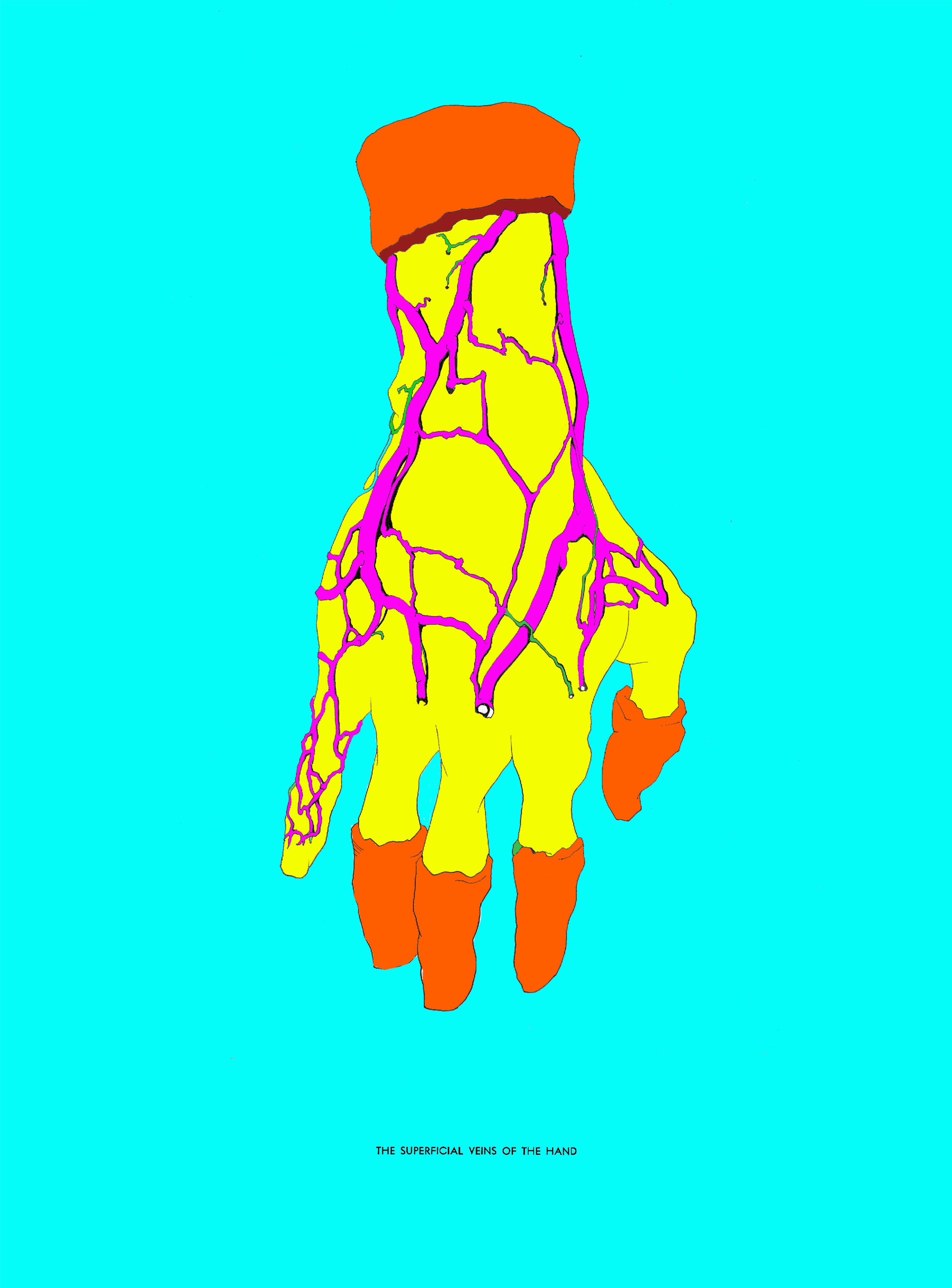 Superficial Veins of the Hand (Now in Technicolor) Pen and Ink, digital coloring 13"x 20"