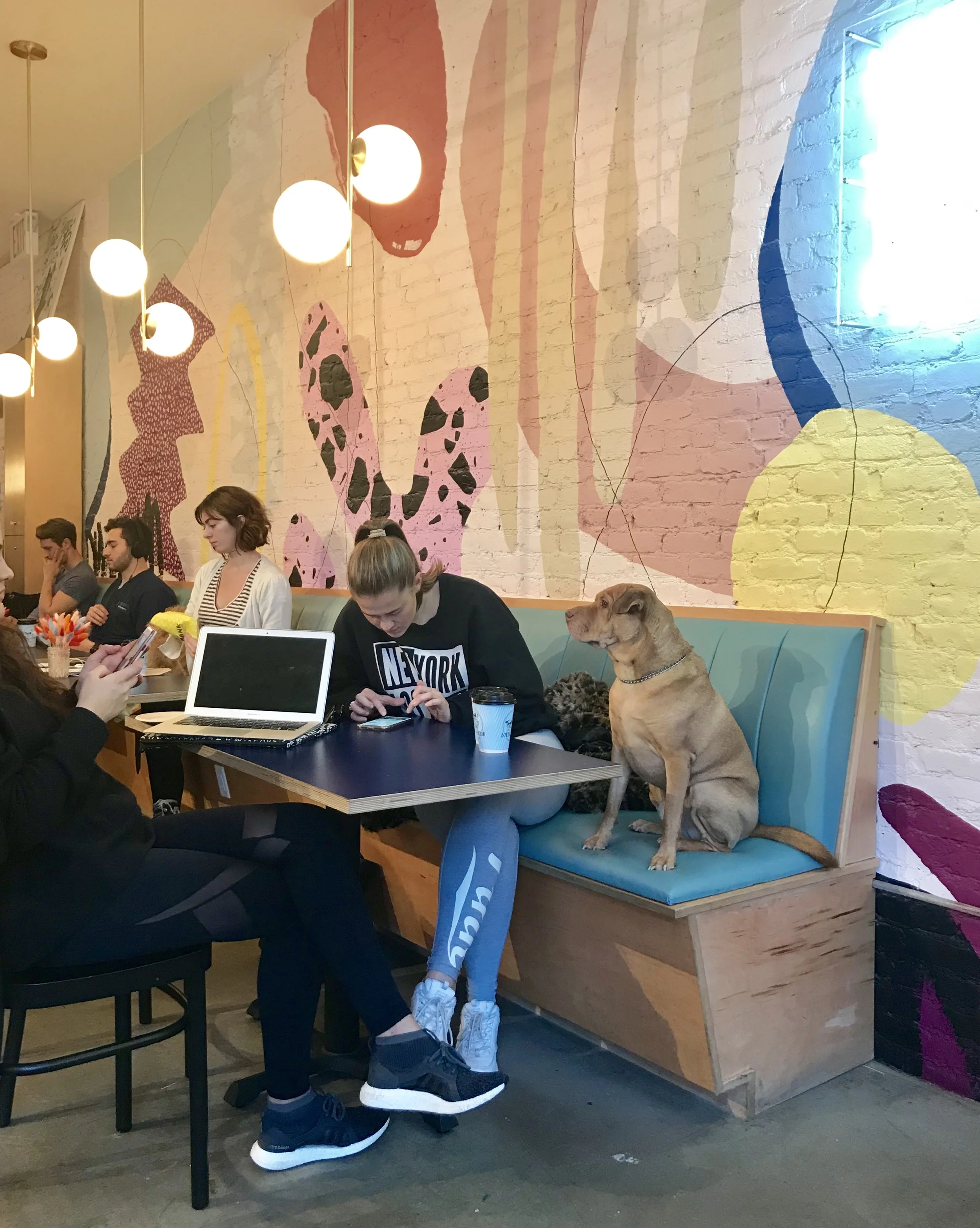 Dog Friendly Cafe Boris And Horton NYC