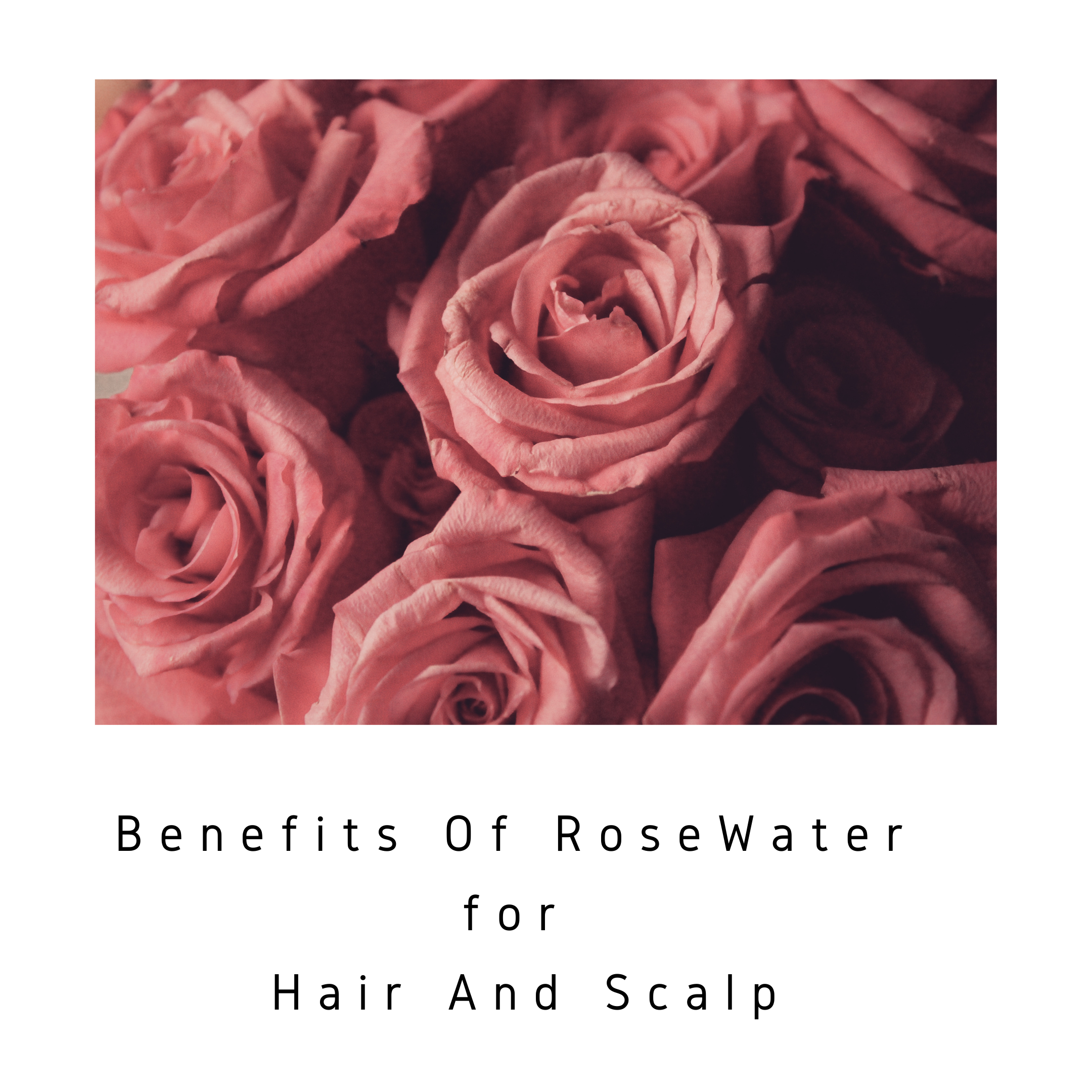 Great Benefits Of Rosewater For Hair And Scalp ローズウォーターは美肌、美髪に良い！  