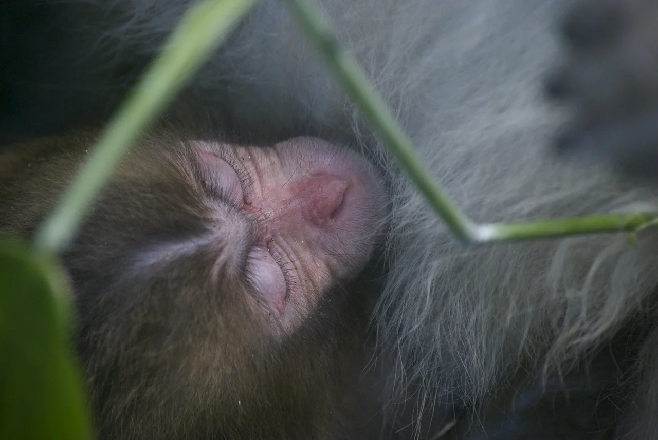 monkey.jpg