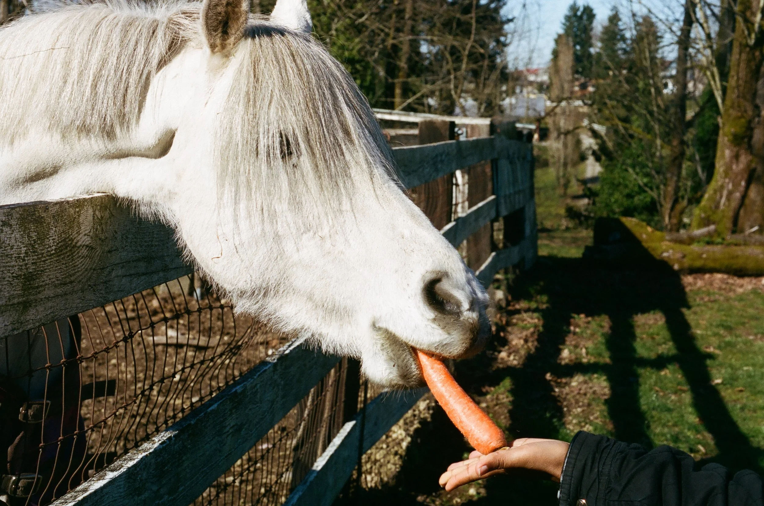Feeding horses at the Sferra farm in Rainier Beach, Seattle WA.