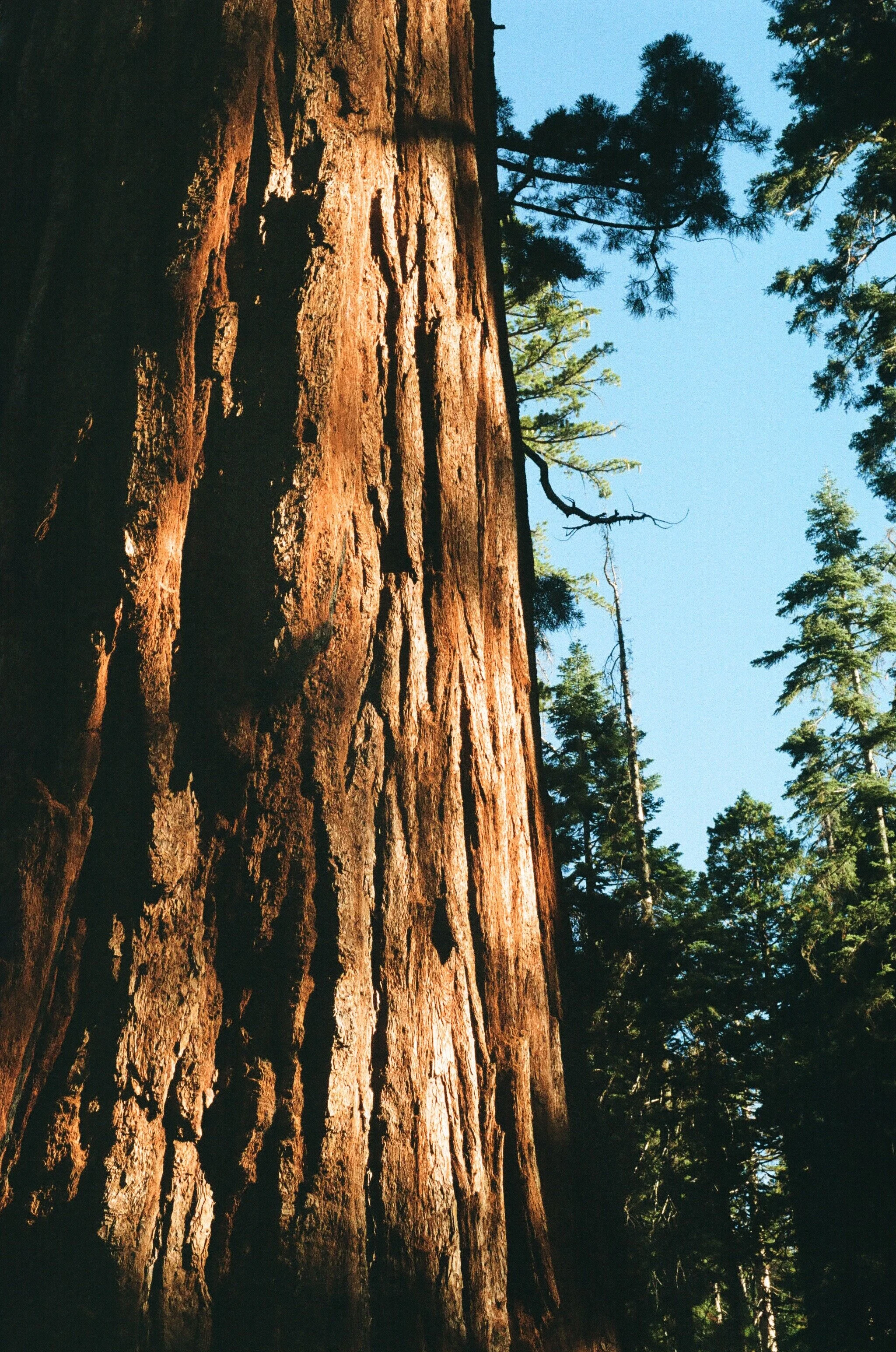 ETurnerYNP2019-1.jpg