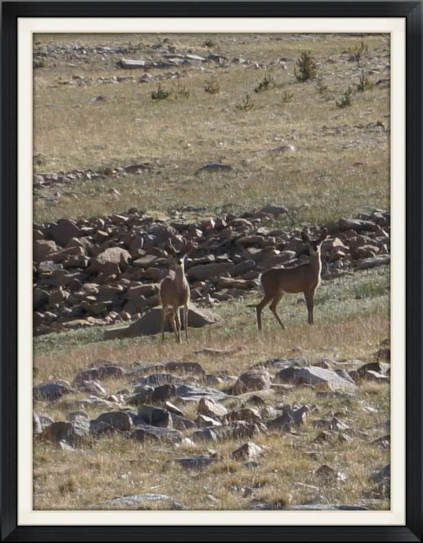 A First Year Mule Deer Buck & Doe @ Funnel Lake California