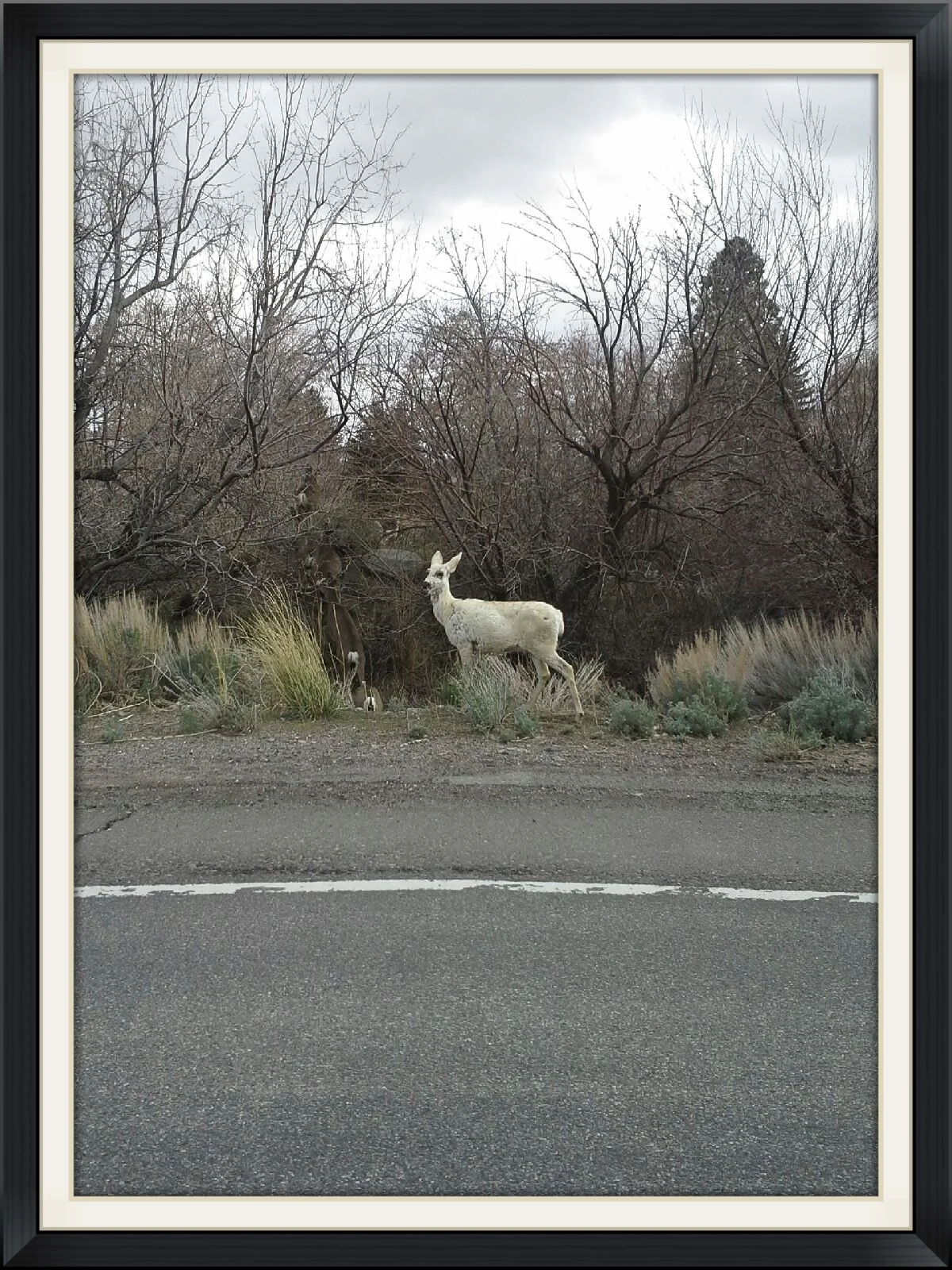 This is a Piebald mule deer in Northern California