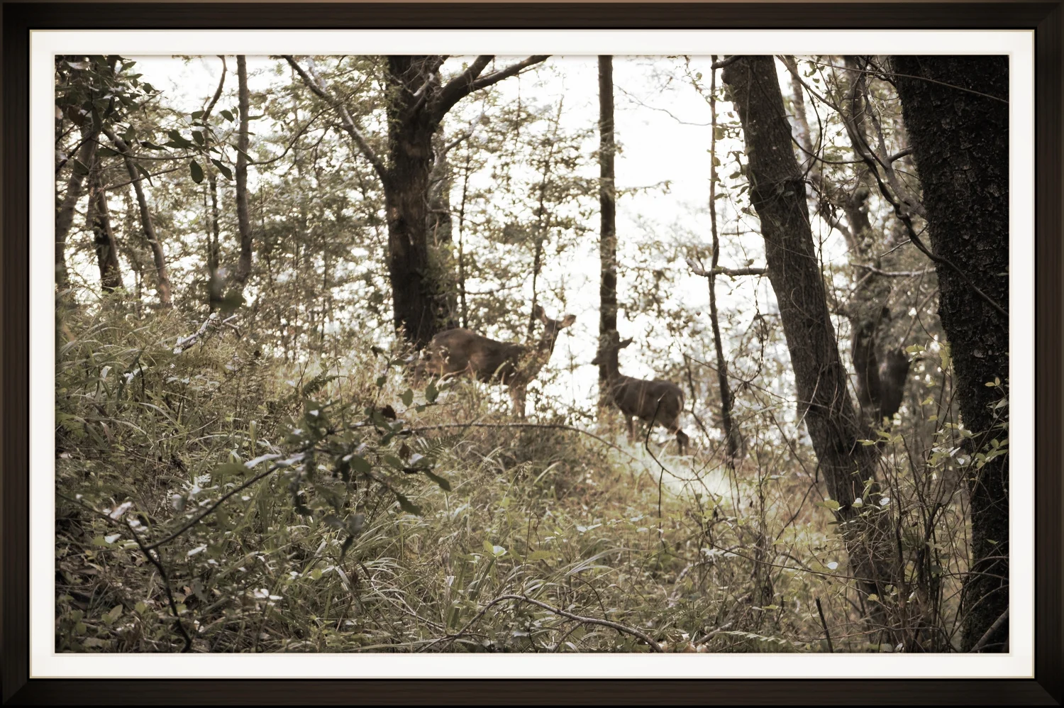 A couple doe's we spotted on a hike in Big Sur California
