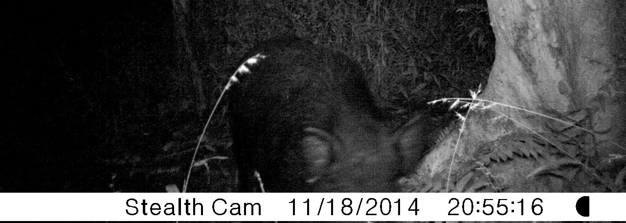 I Meet the Pigs, Eye to Eye