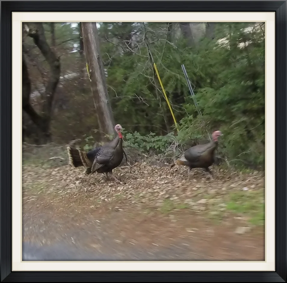 A Couple Turkey's on the Side of the Road
