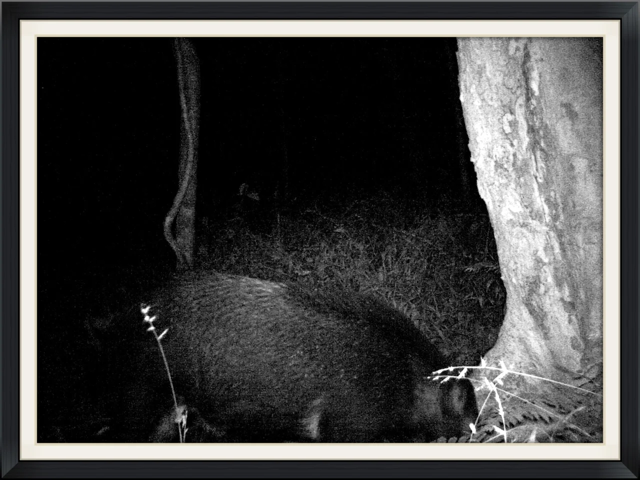A Big Boar Caught on my Stealth Cam