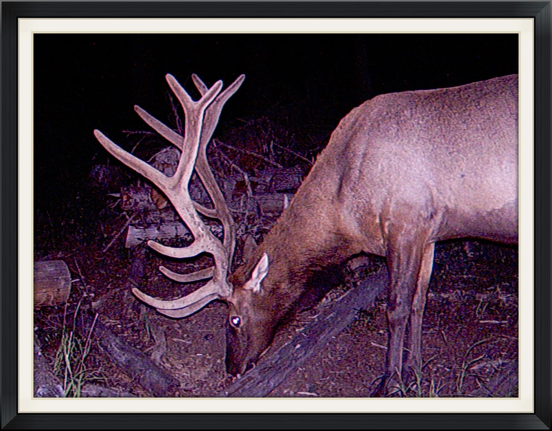 Oregon Trail Cam Photos from Family Friends