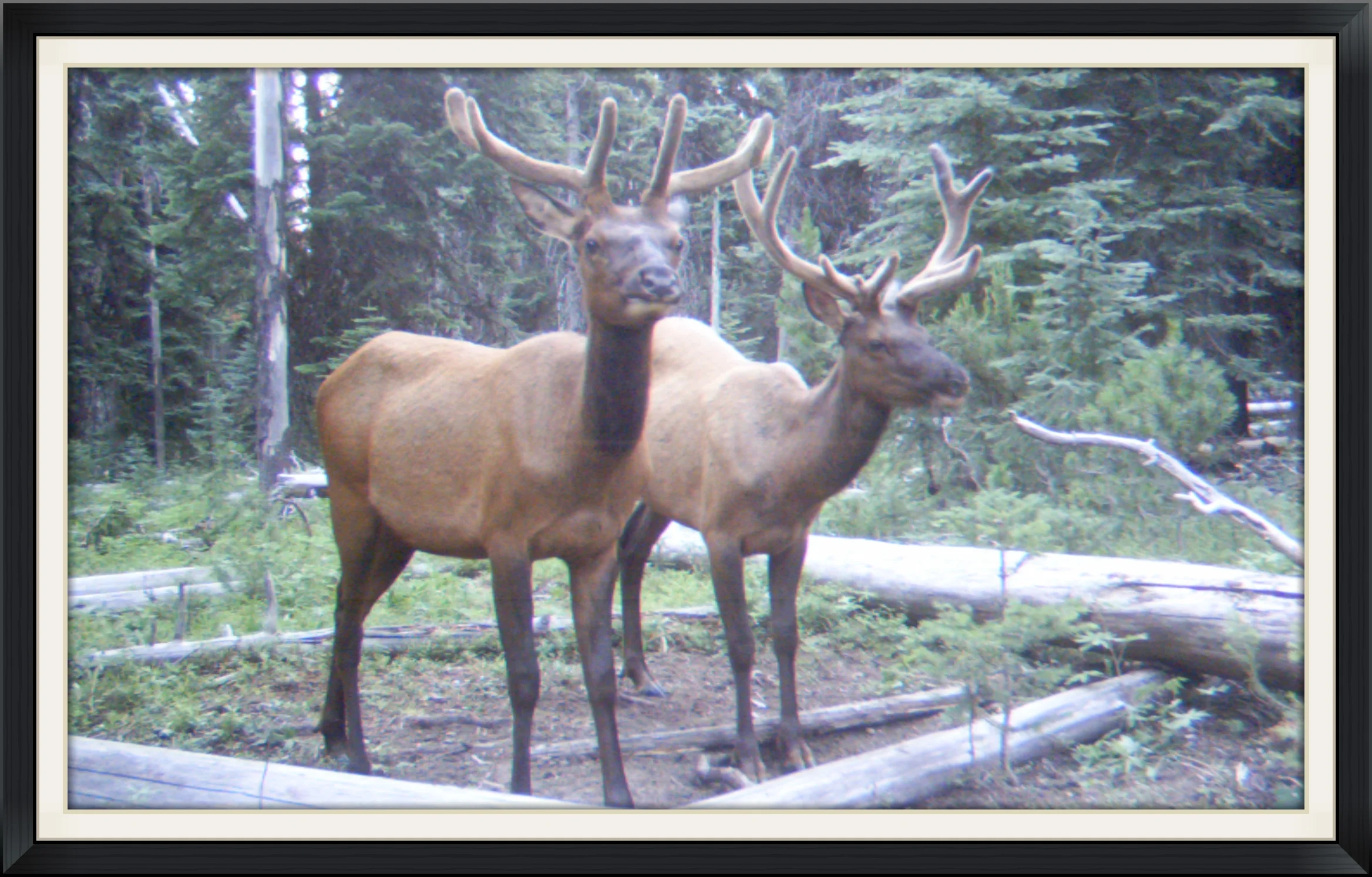 A couple young bulls from our friends in Oregon