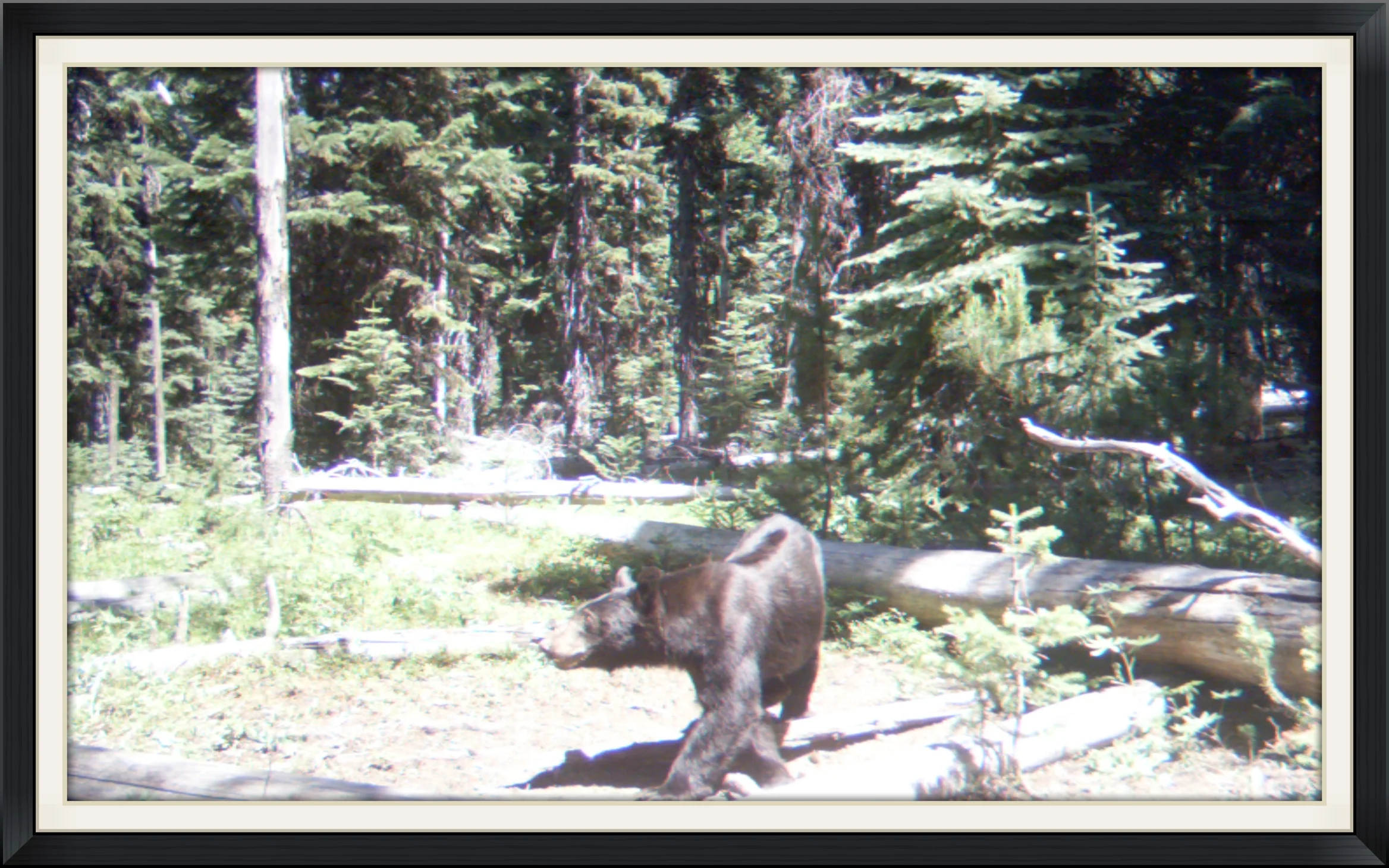 A  black bear from our friends in Oregon