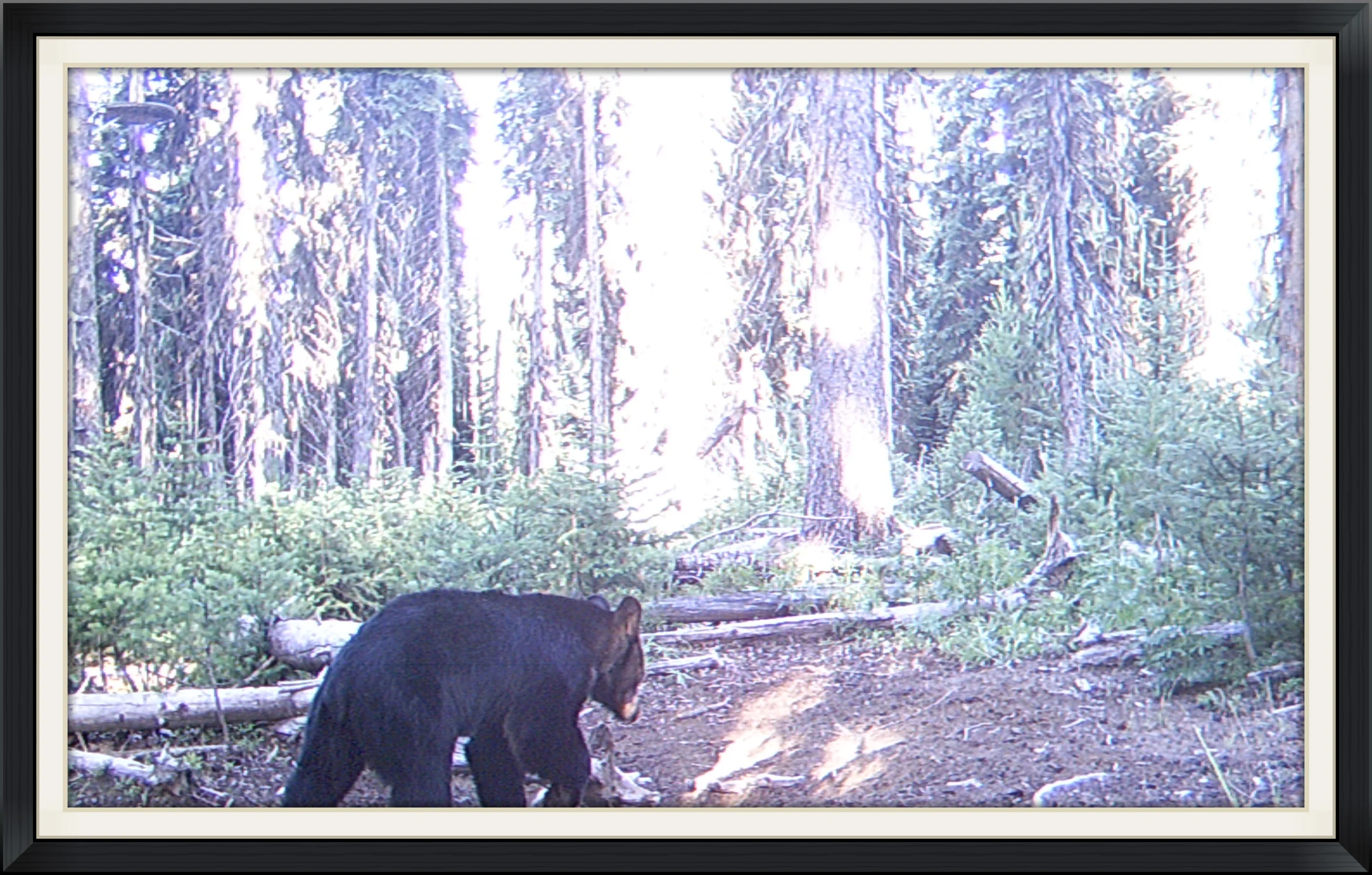 Another black bear from our friends in Oregon