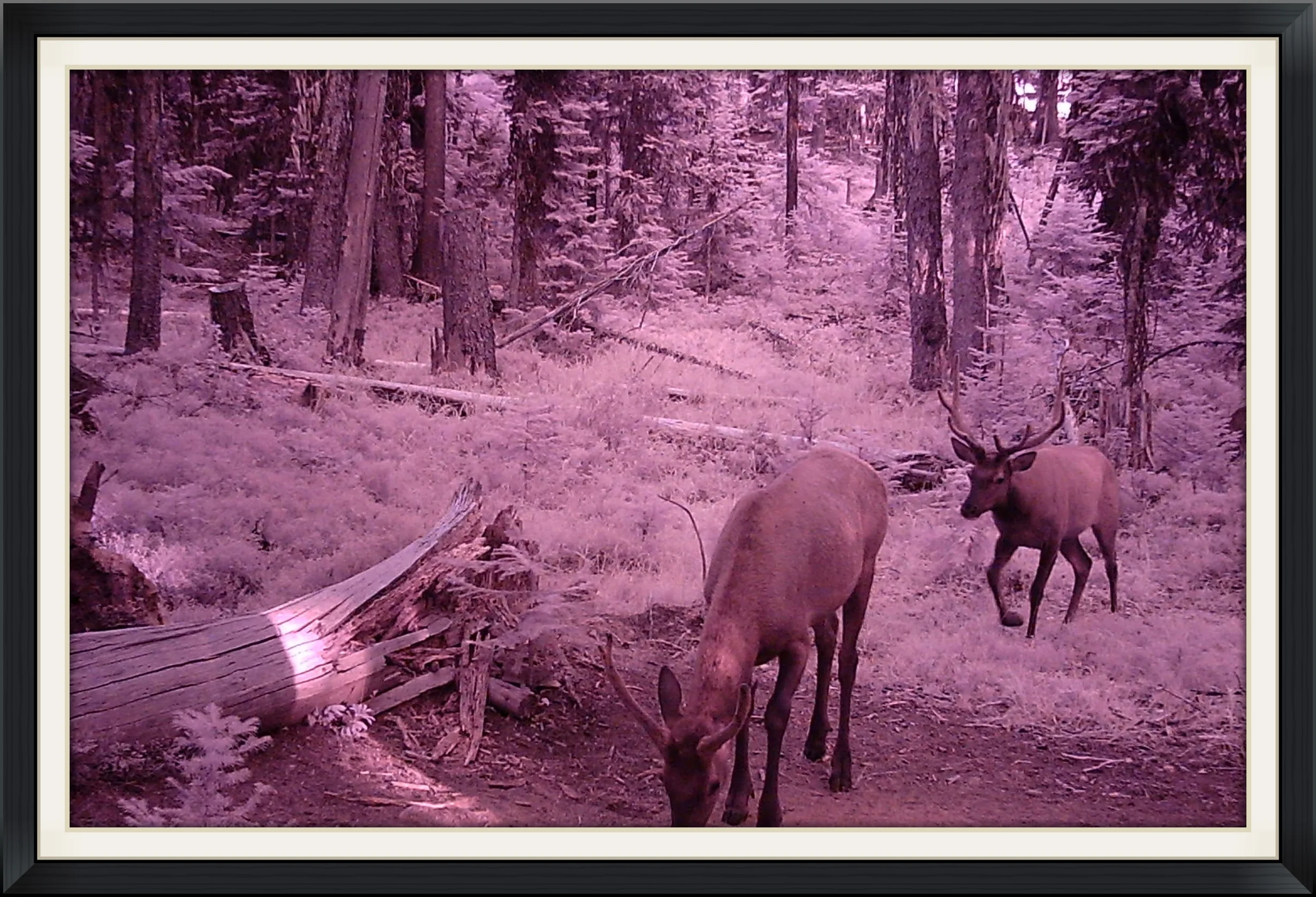 A couple youngsters from our friends trail camera in Oregon 2015