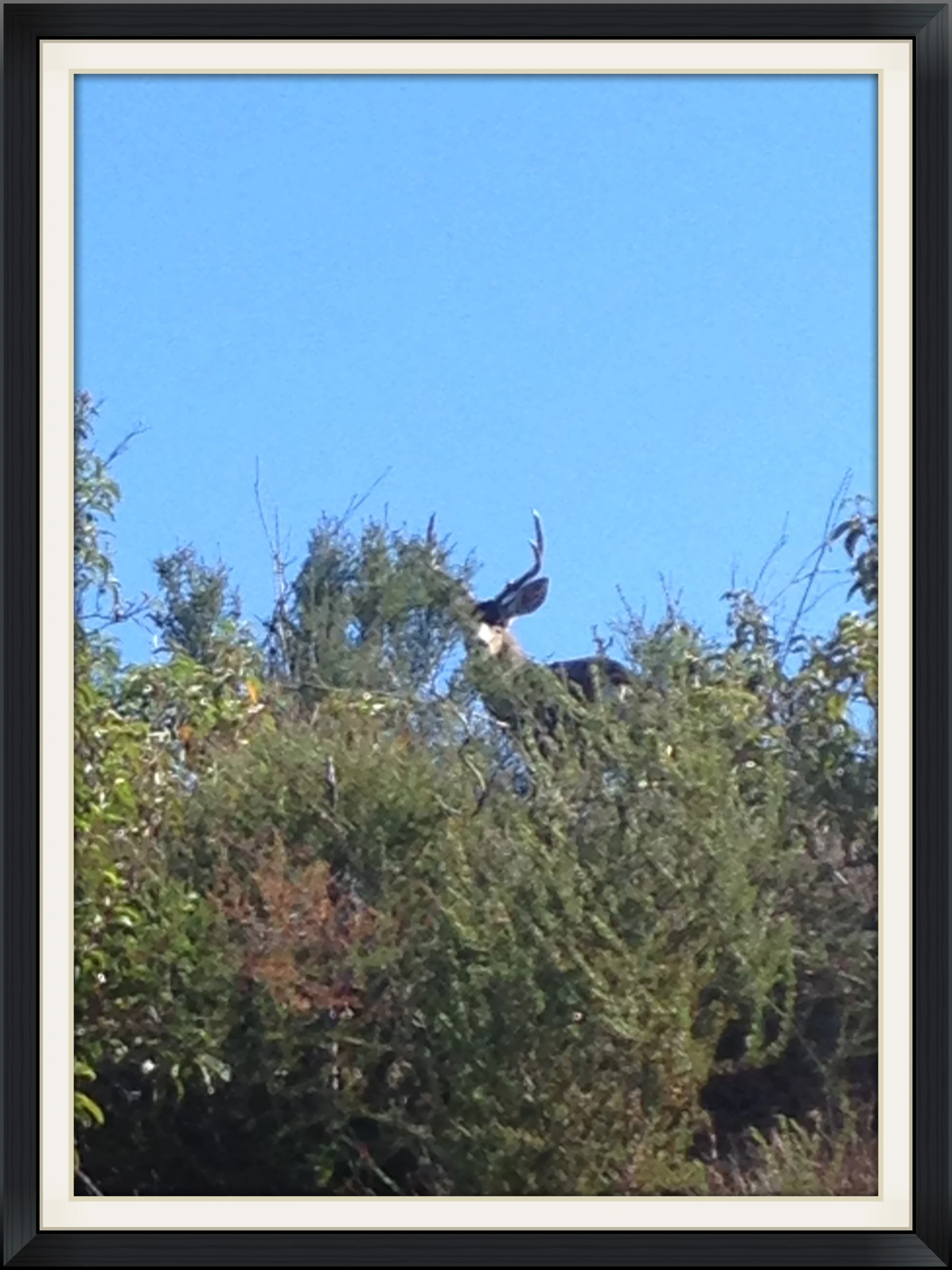 My cousin spotted this guy on the wrong side of a fence. Archery Mule Deer in California 2015