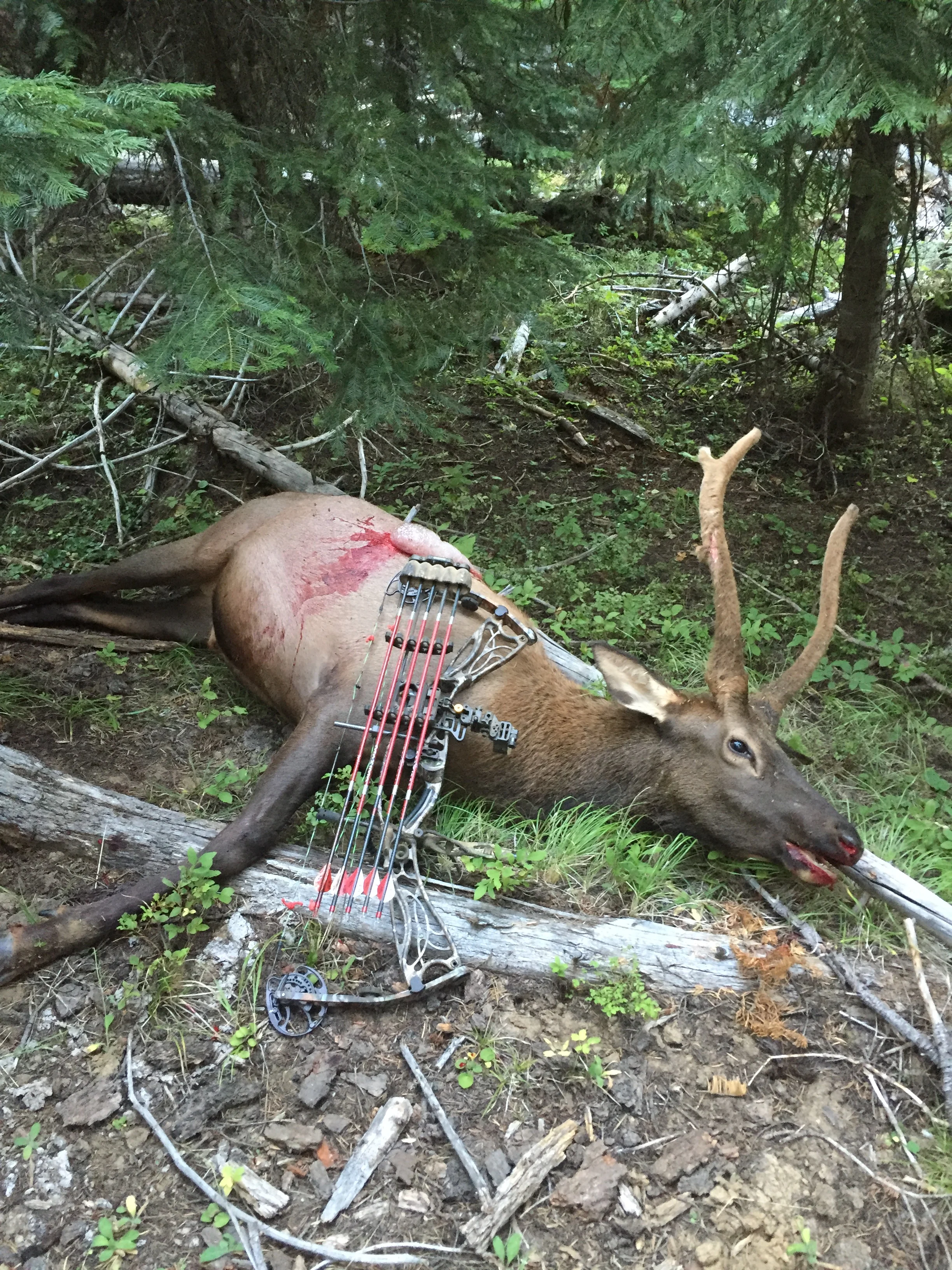 40 Years on Earth, 1st Elk