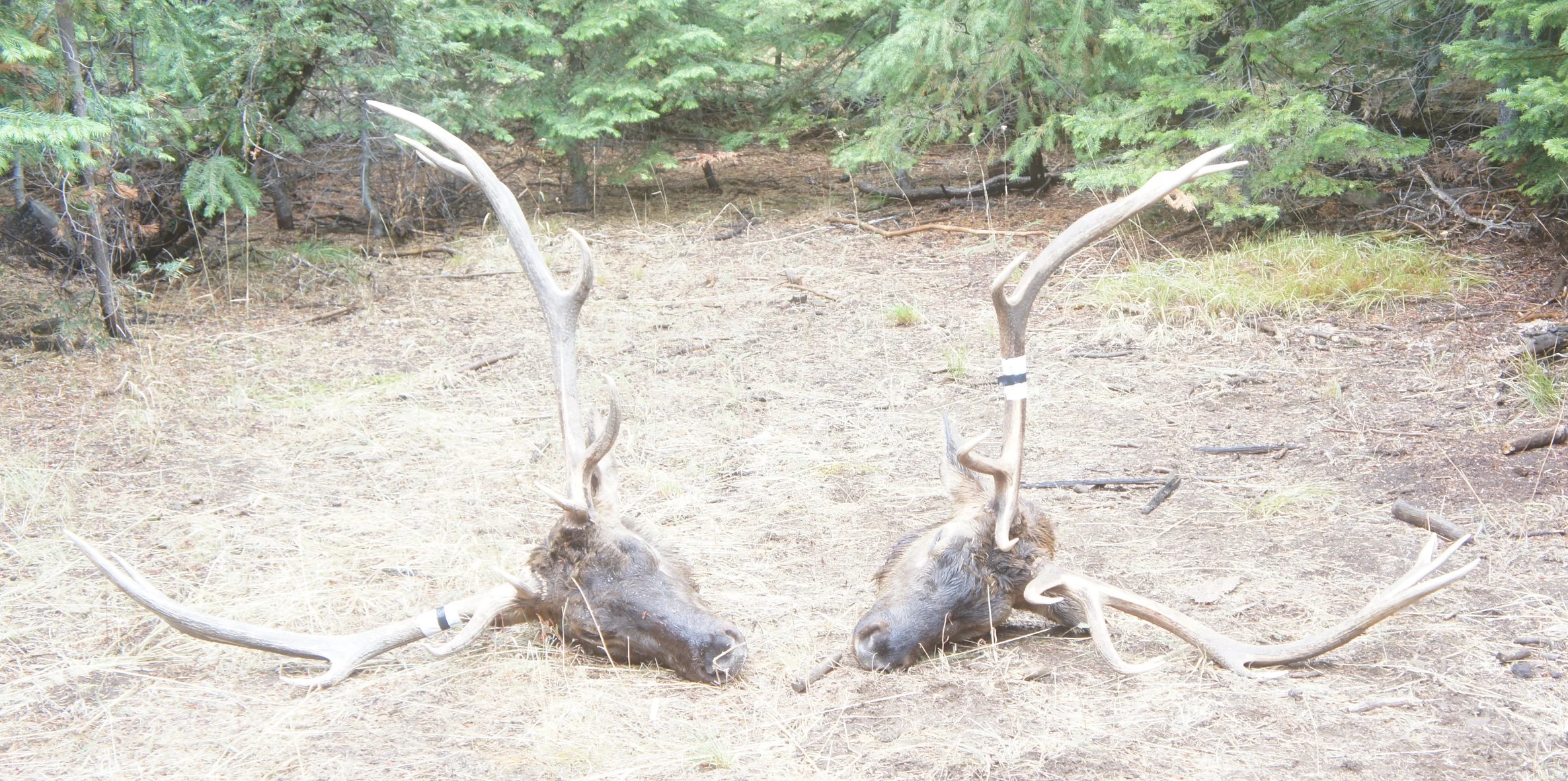 Tims Camera 2017 435.JPG