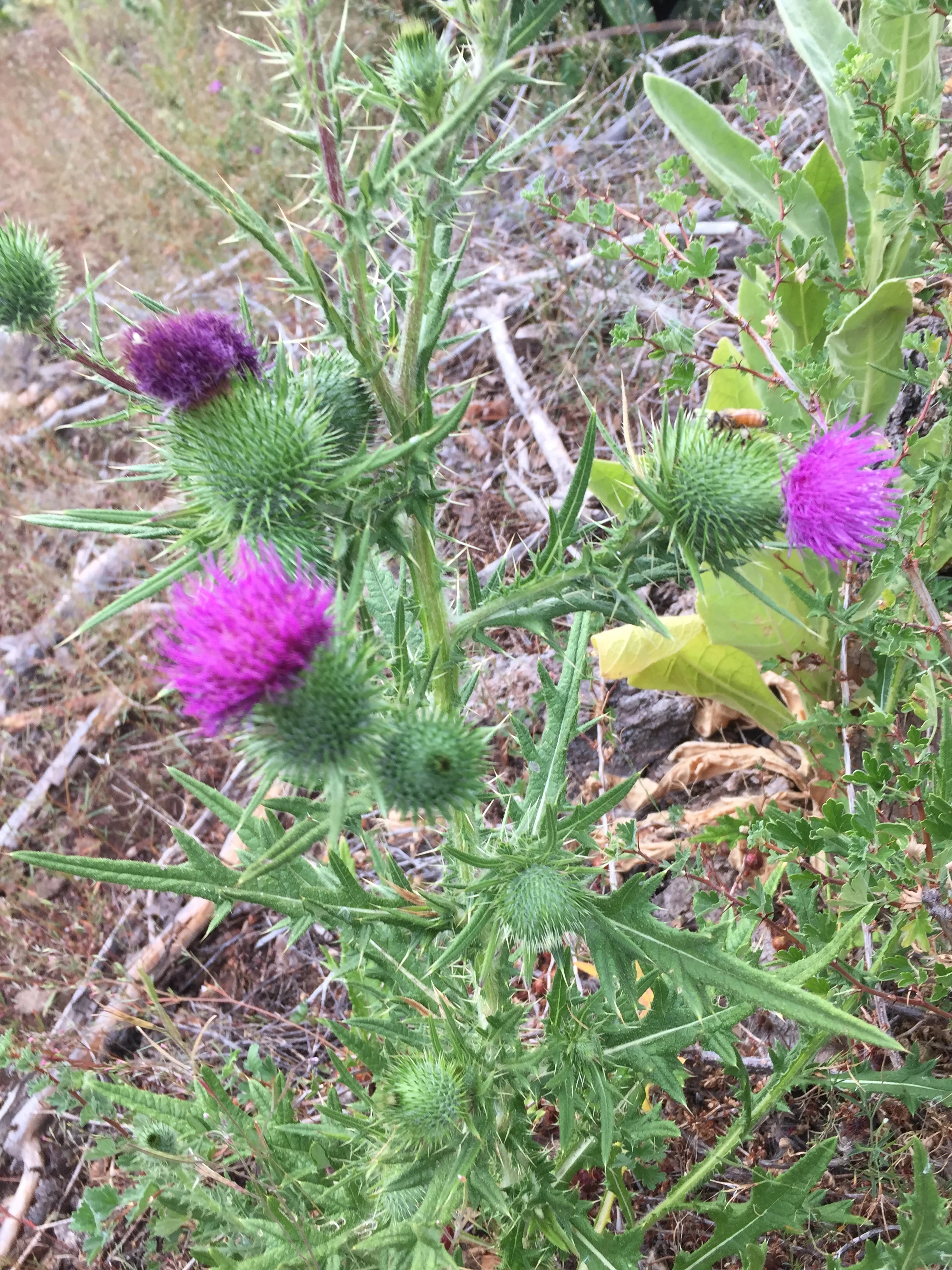 Tims Iphone 10-9-2017 498.JPG