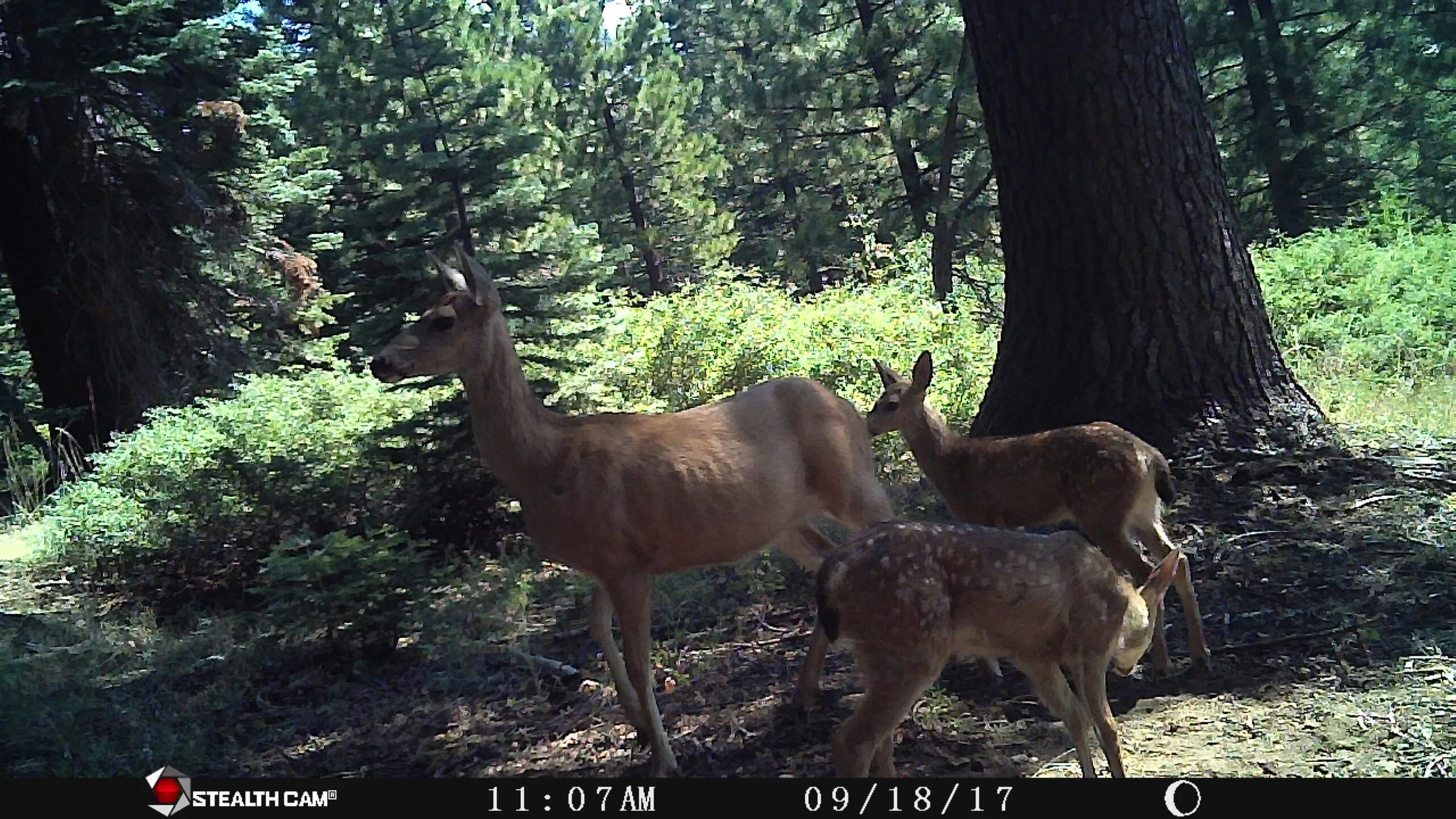 Tims Iphone 10-9-2017 626.JPG