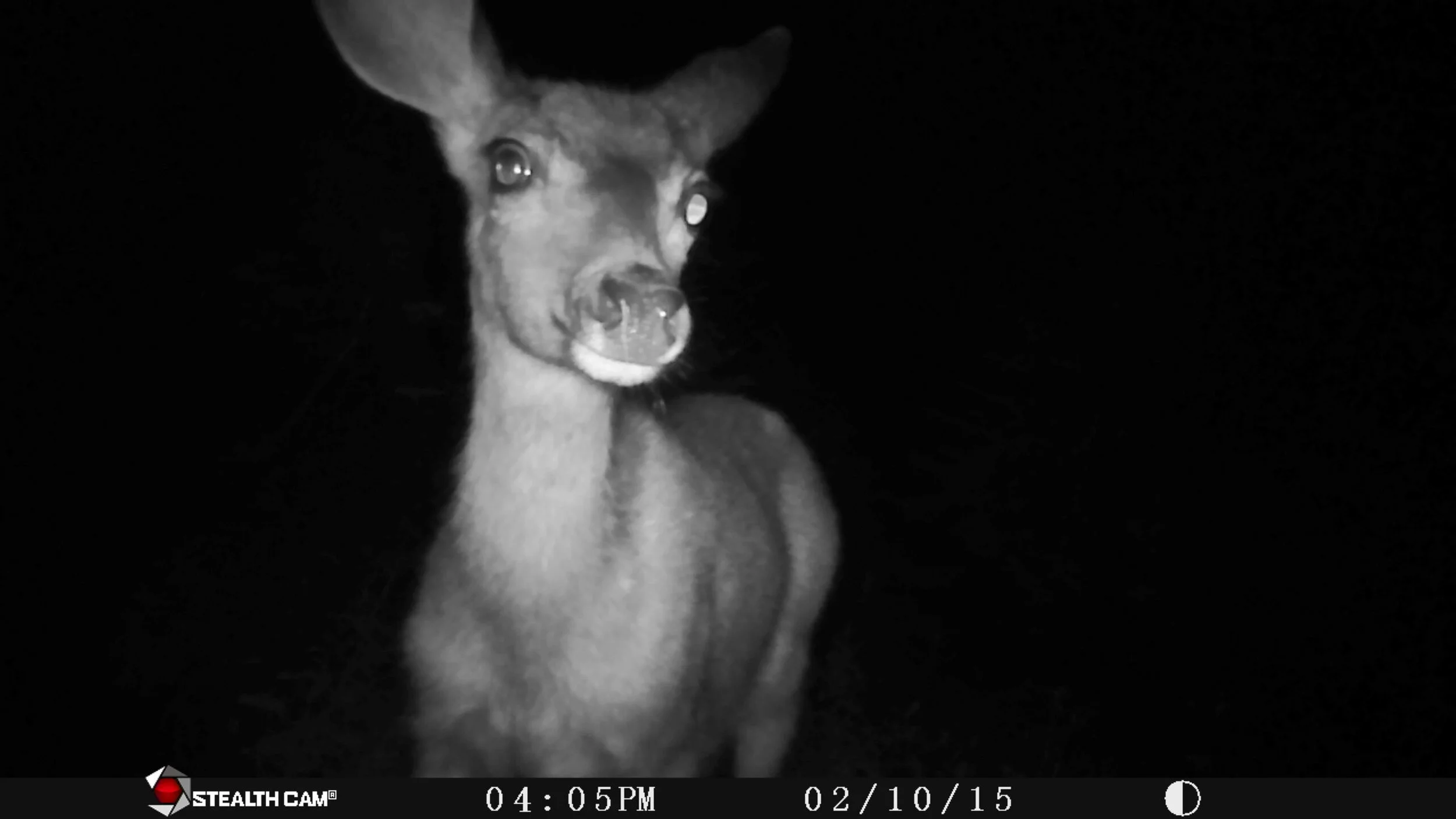 Pretty Mule Deer Doe