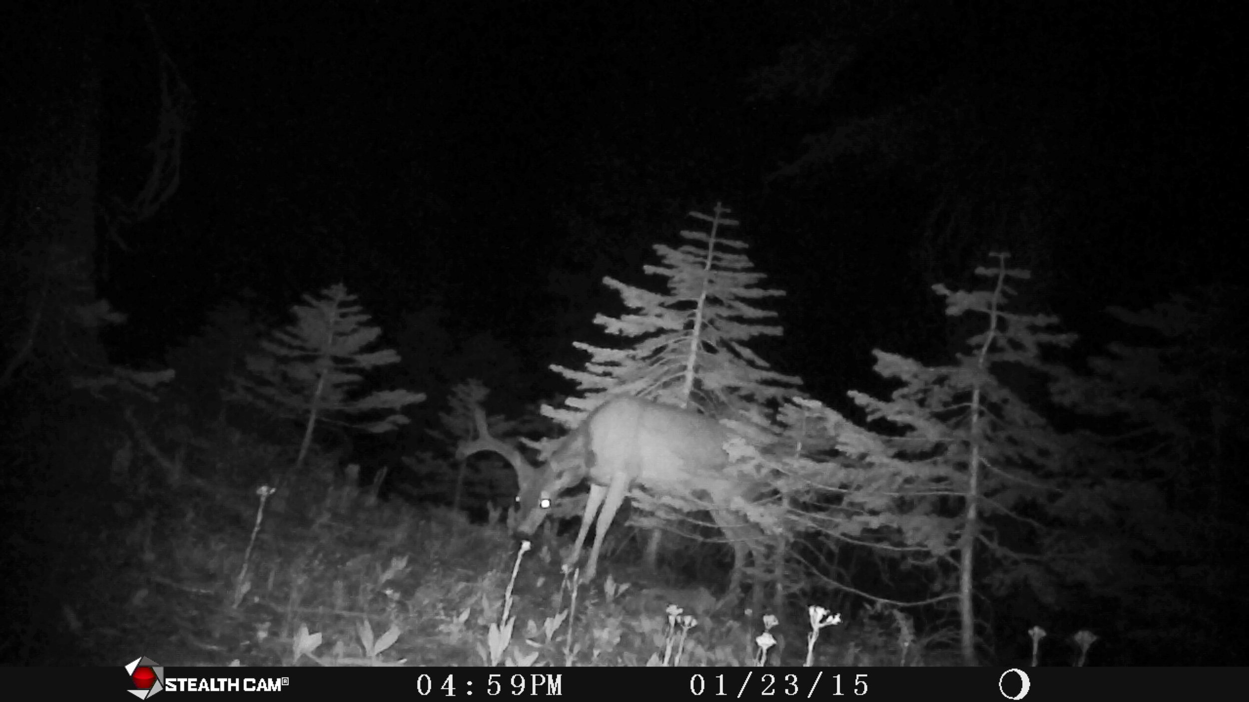 Mule Deer Buck