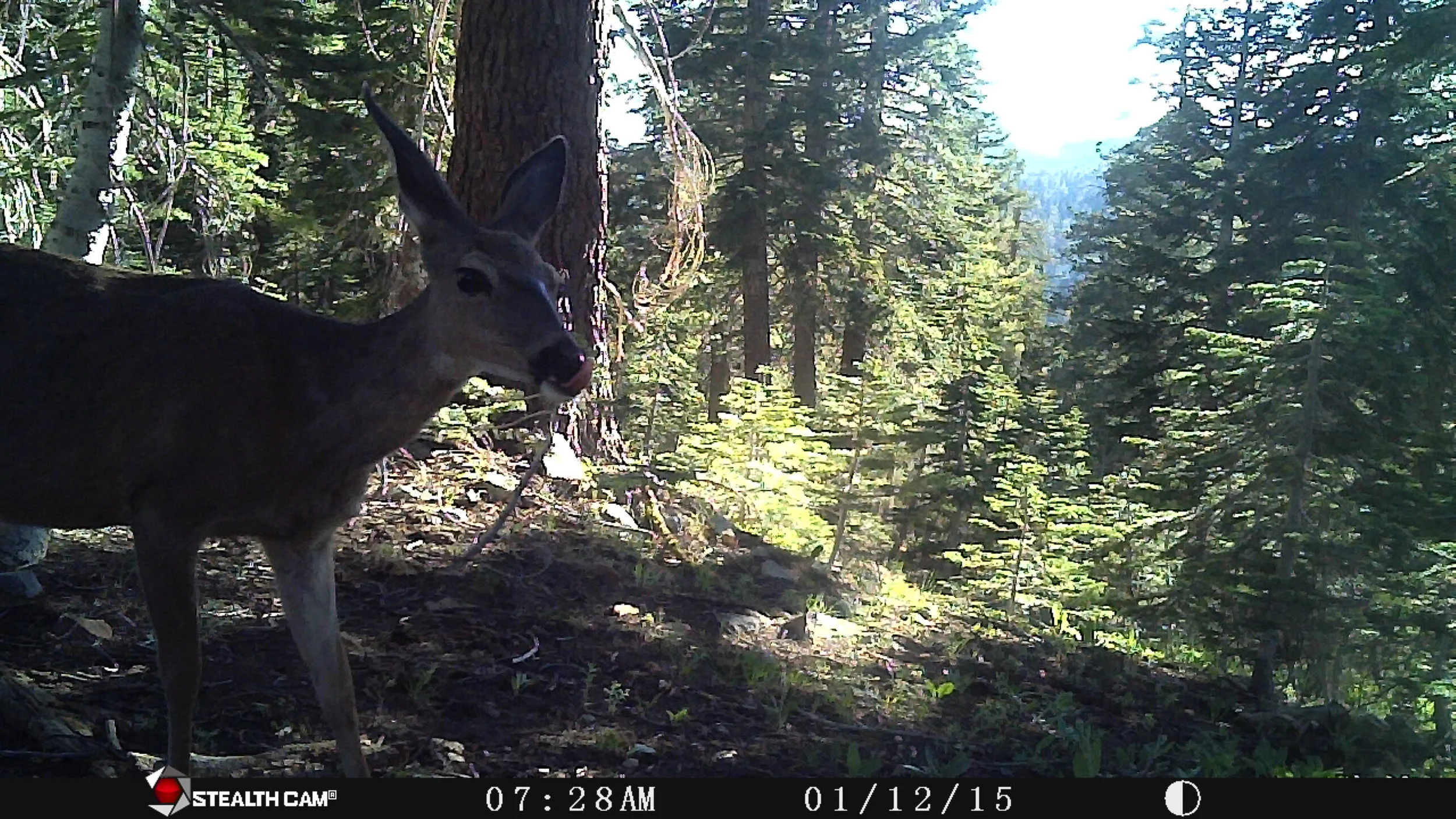 Doe Licking the Air