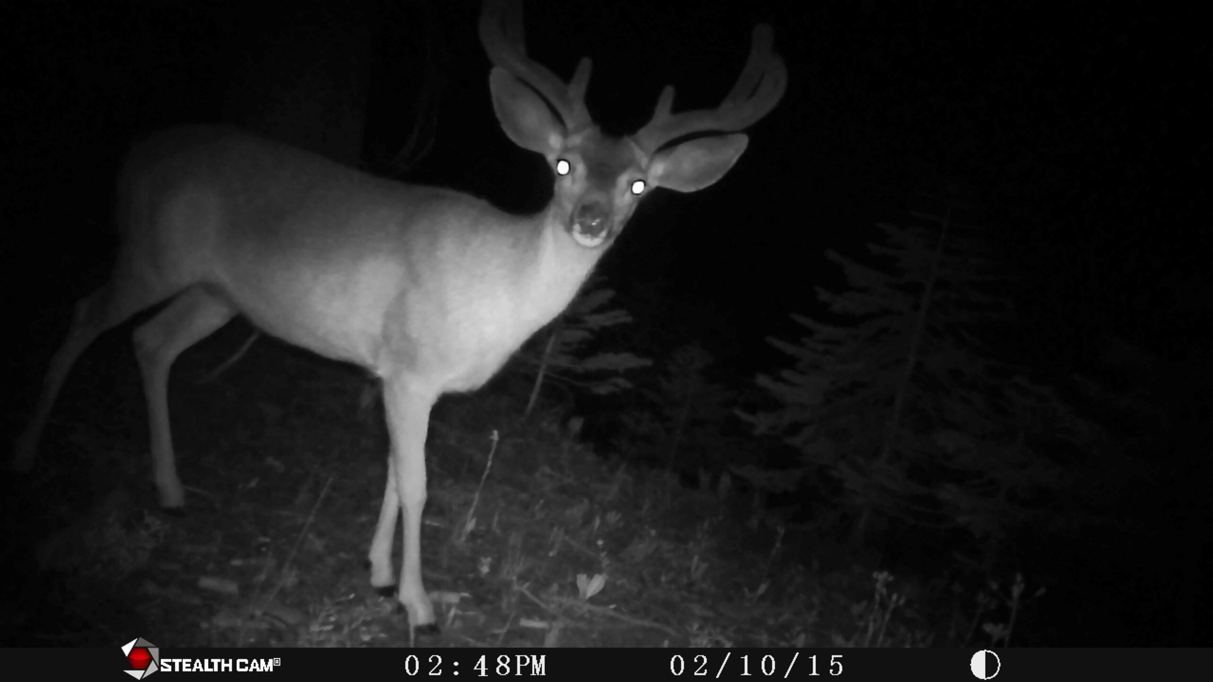 Wide Buck in Velvet