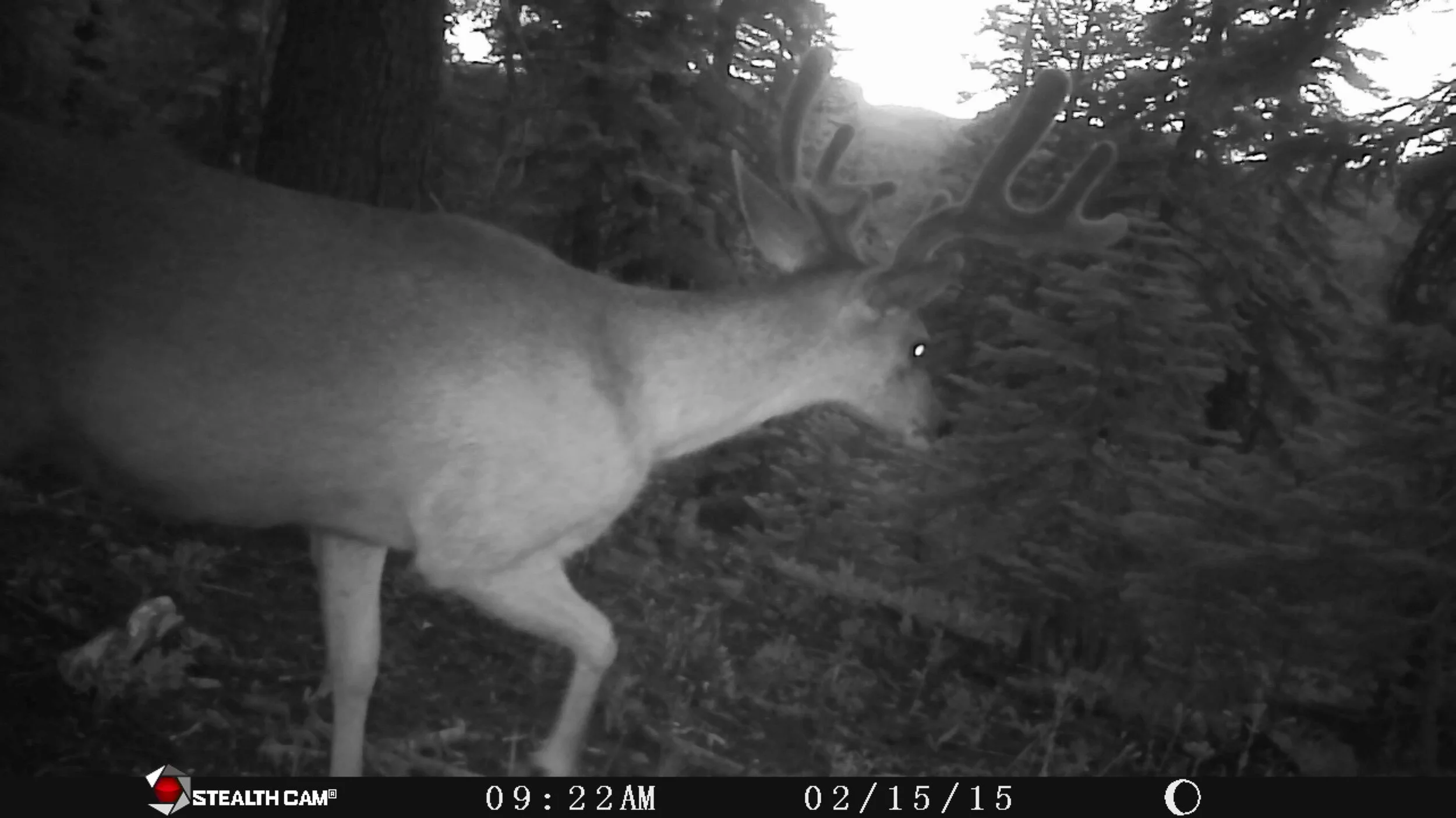 3x3 Buck in Velvet