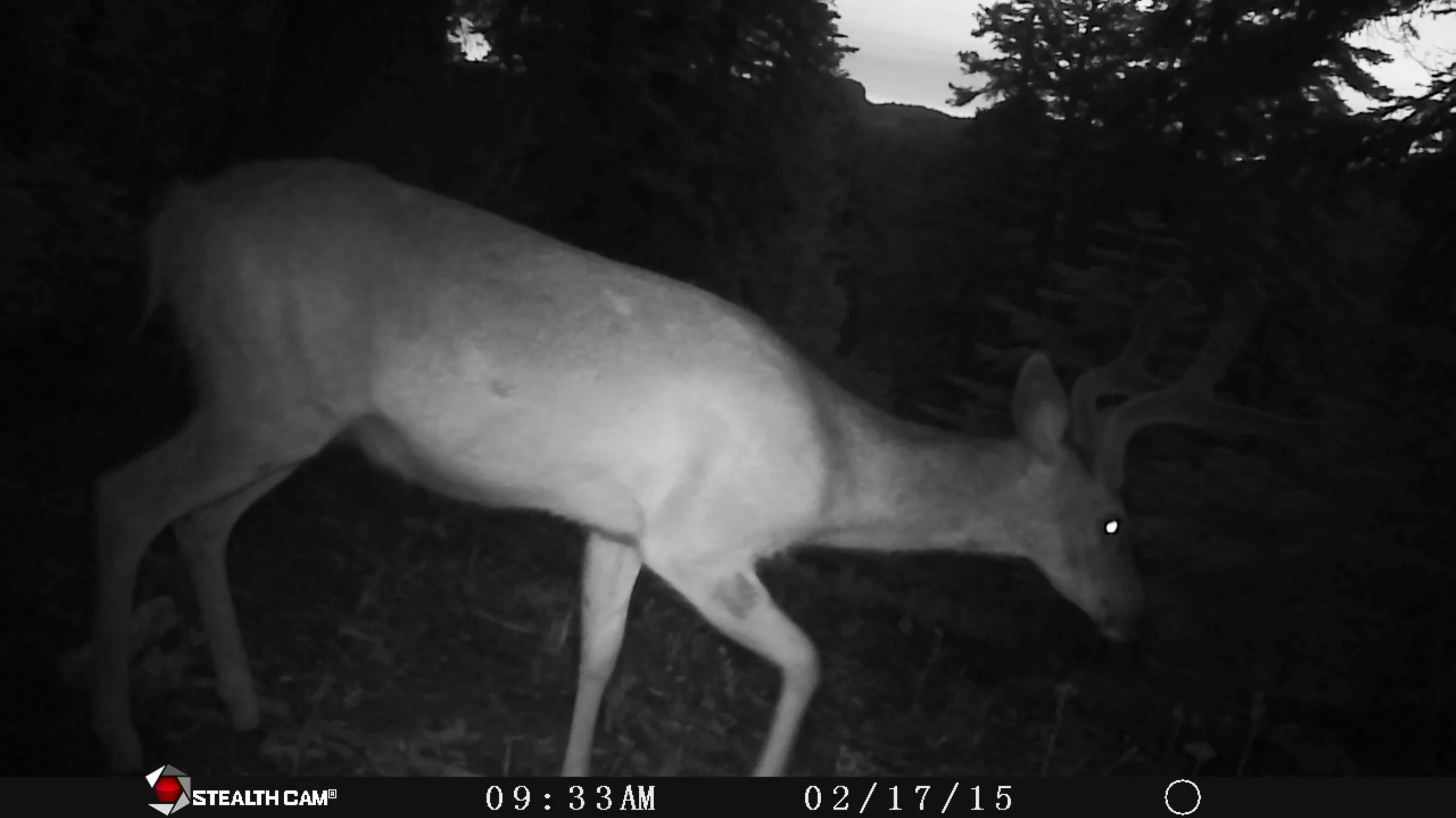 Bick Fork Buck in Velvet