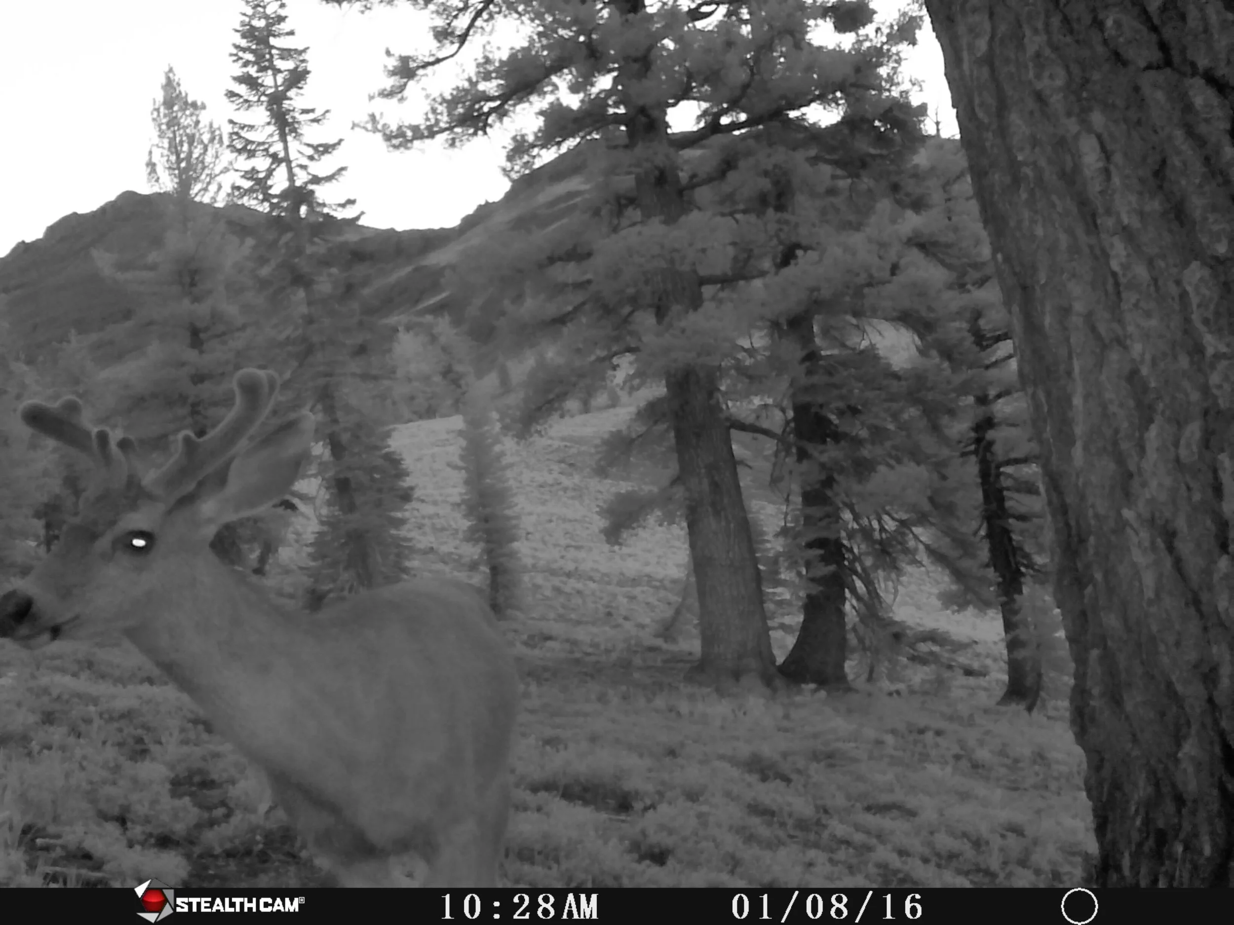 Mule Deer Buck Early Antler Growth