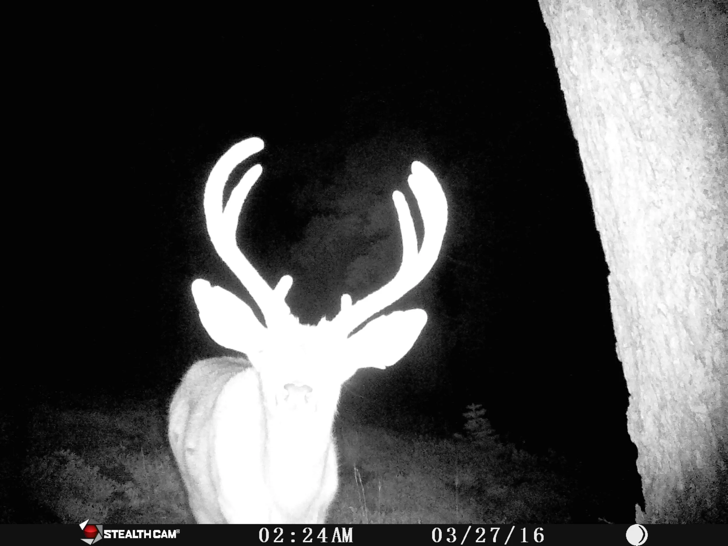 3x3 Mule Deer Buck