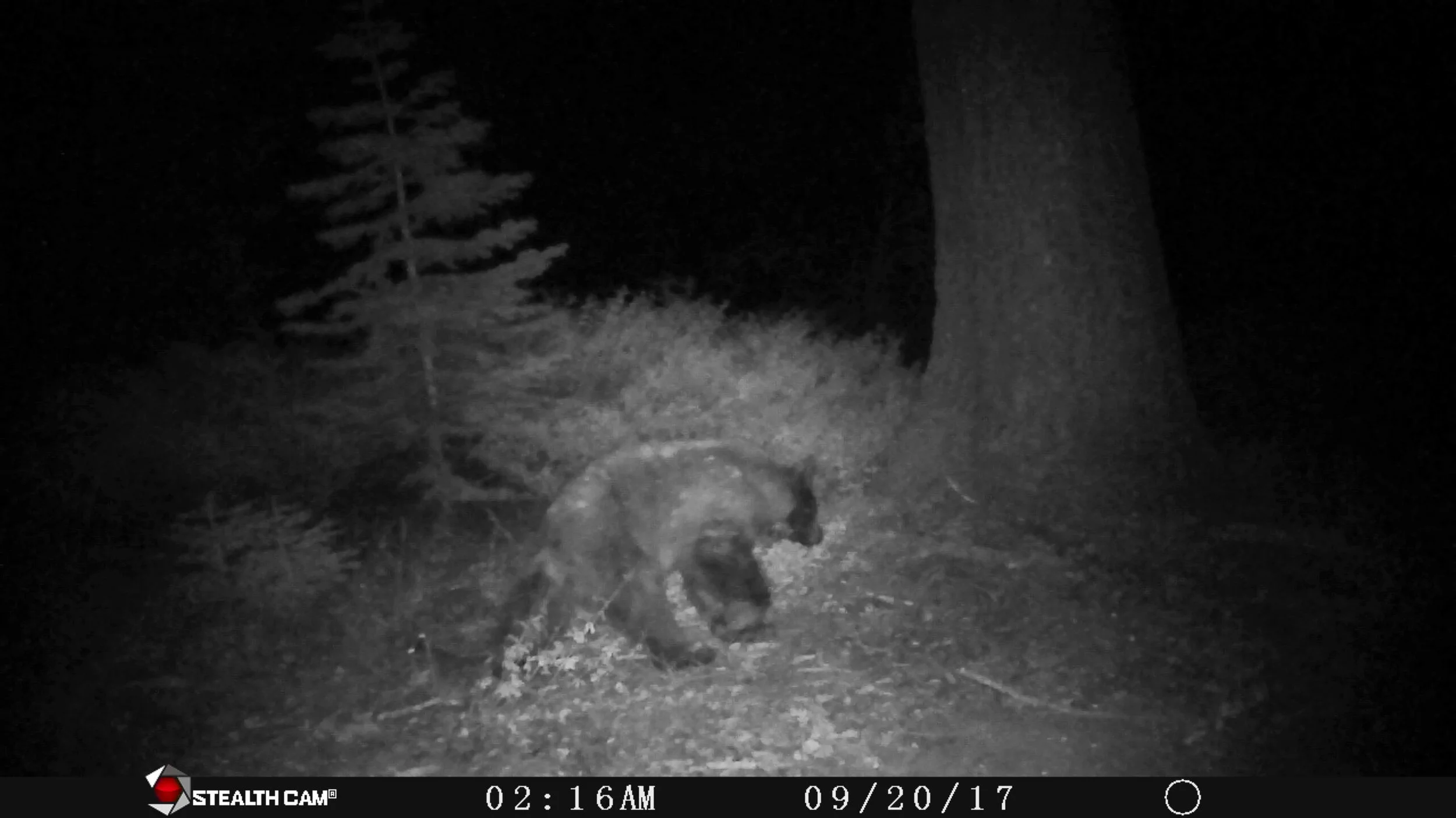 Small Bear