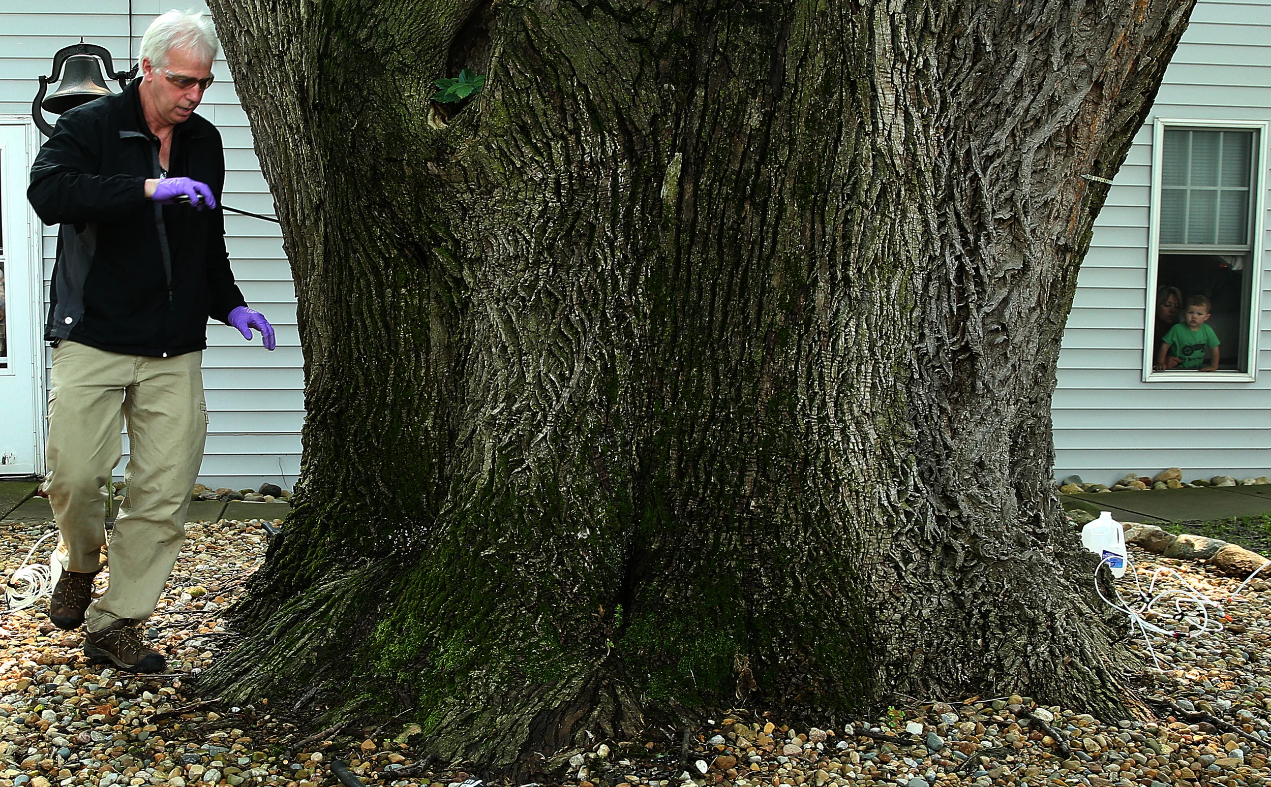 Largest Ash Tree In Illinois Protected From Emerald Ash Borer The Visual Journal