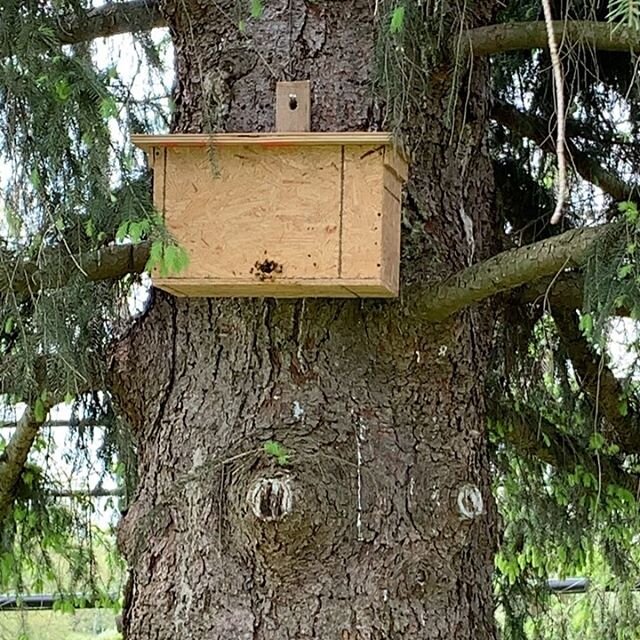 Got &lsquo;me! My first swarm trap capture. I can&rsquo;t believe it worked! #backyardbeekeeping #honeybees #swarm #beekeeping