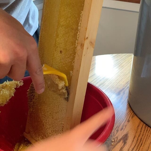 My first honey harvest! We got around 1.5 gallon from one hive! #backyardbeekeeping #beekeeper #beekeeping #dadlife #honey #honeyharvest