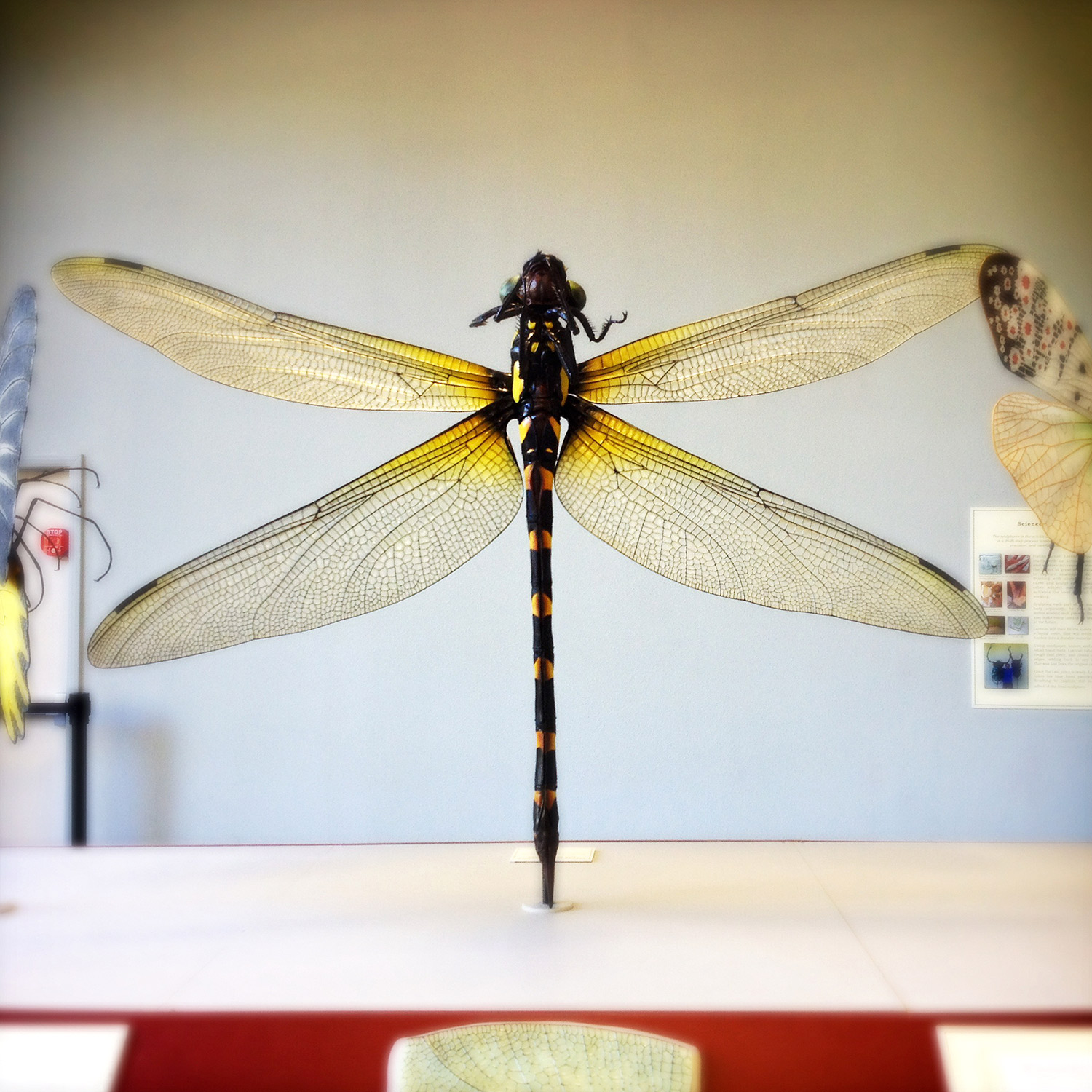   Dragon Fly  