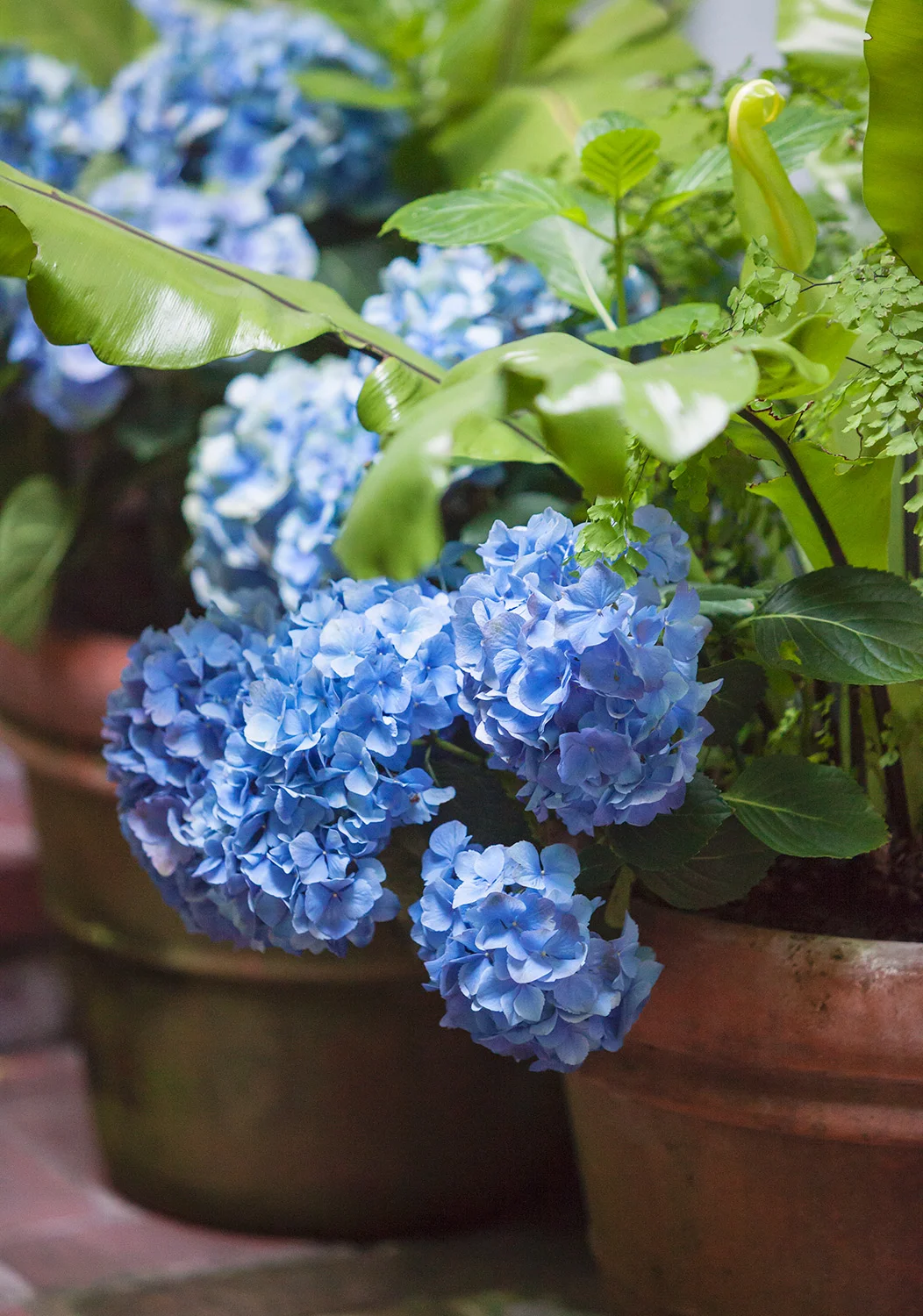 Elizabeth Everdell Garden Design