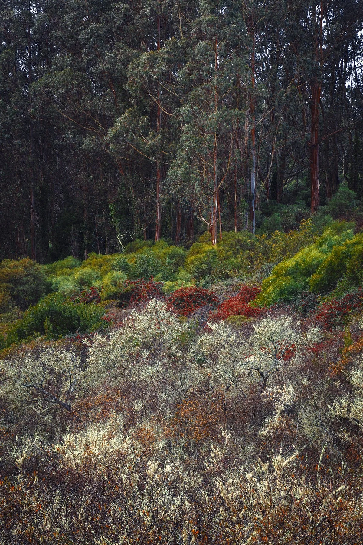   San Bruno Mountain State &amp; County Park  