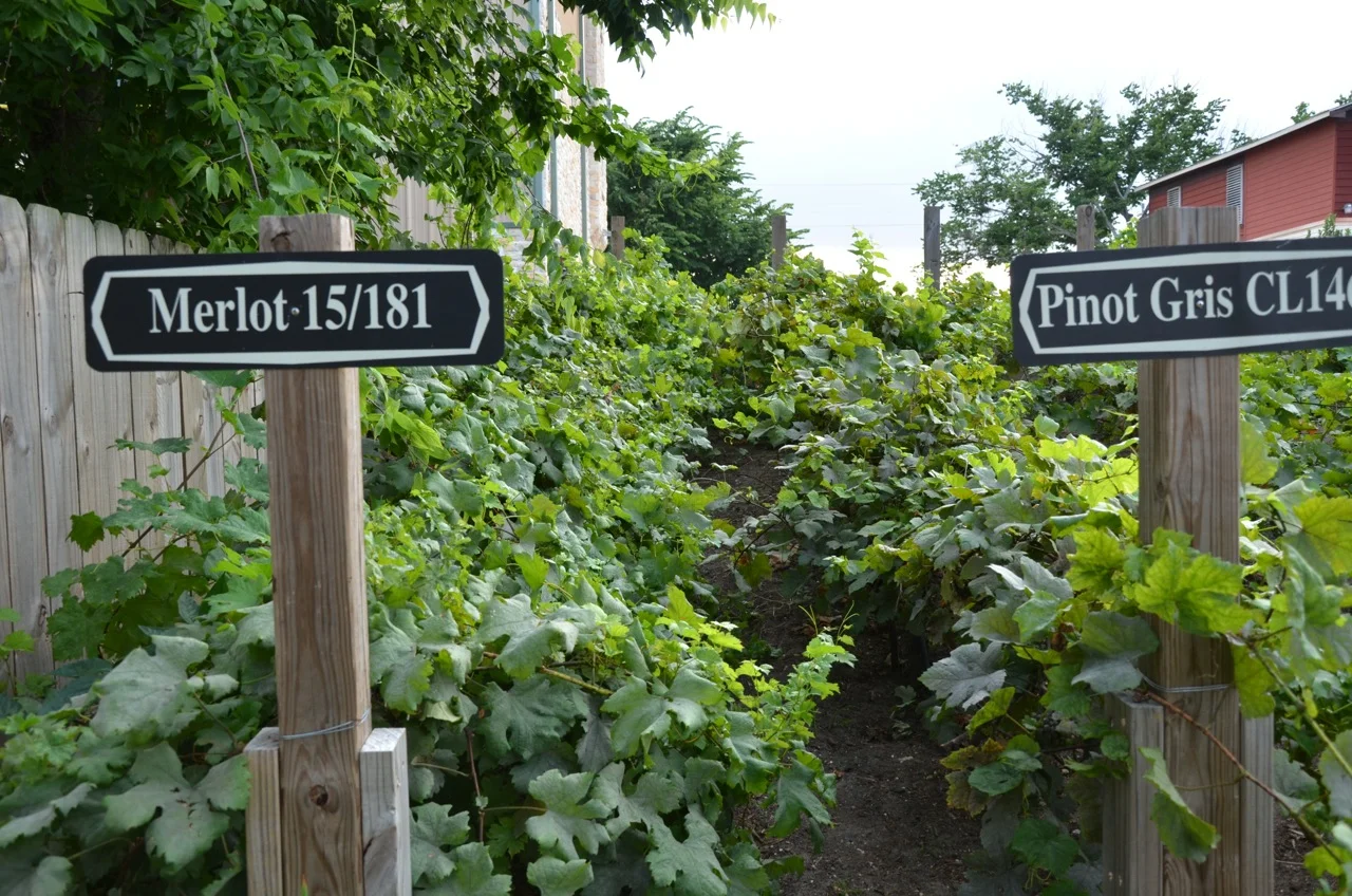 Vineyards