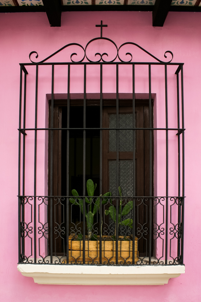 cactus-window (1 of 1).jpg