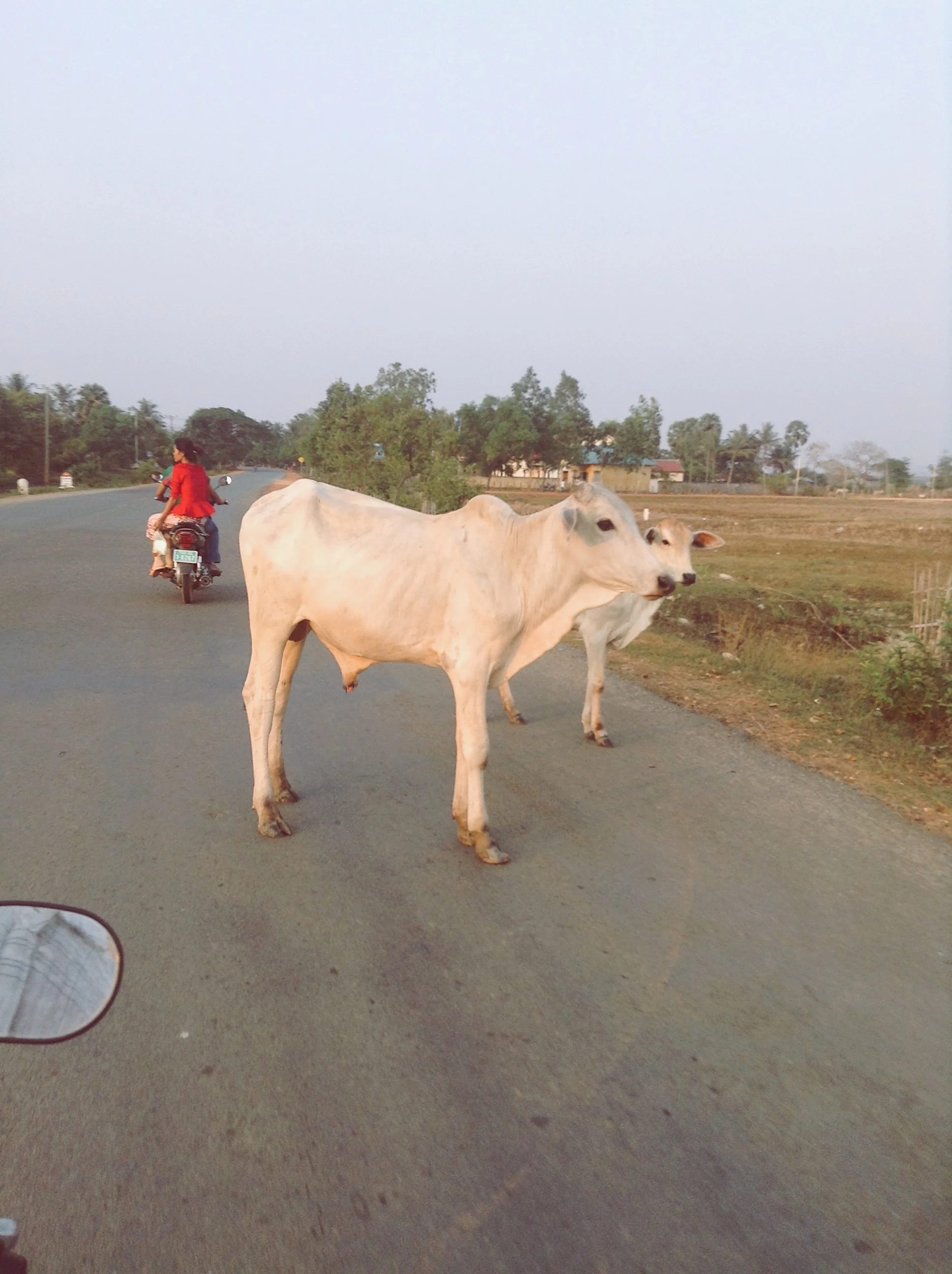 Cattle crossing, Kep, Cambodia