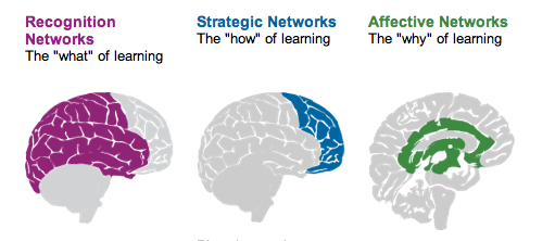 Diagram of UDL model showing the recognition networks (the "what" of learning), the strategic networks (the "how" of learning), and the affective networks (the "why" of learning) of the brain.