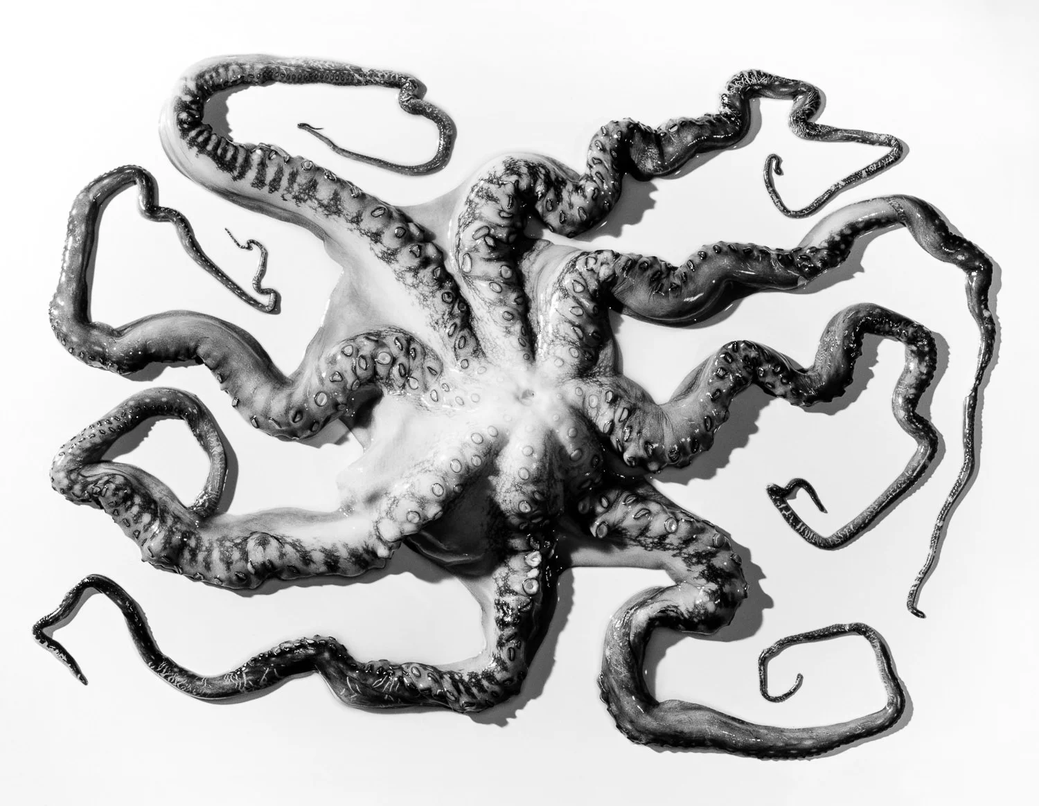 Octopus Untied, Number 1 1999 , Signed Limited Edition of 20 ORDER OR INQUIRE
