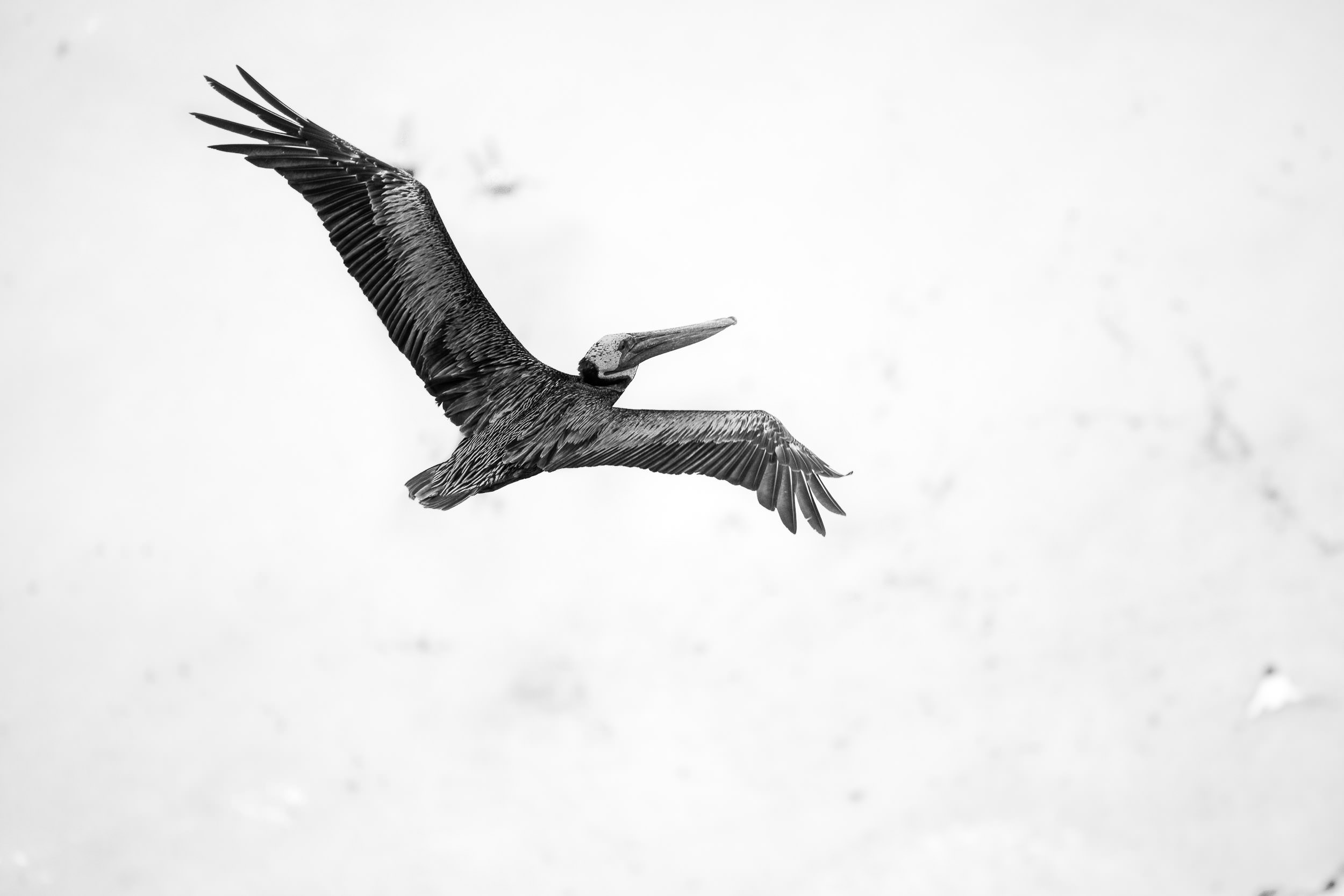 Above the Pelican #1 2014, Manipulated Digital Image. Signed Limited Edition of 20 ORDER OR INQUIRE